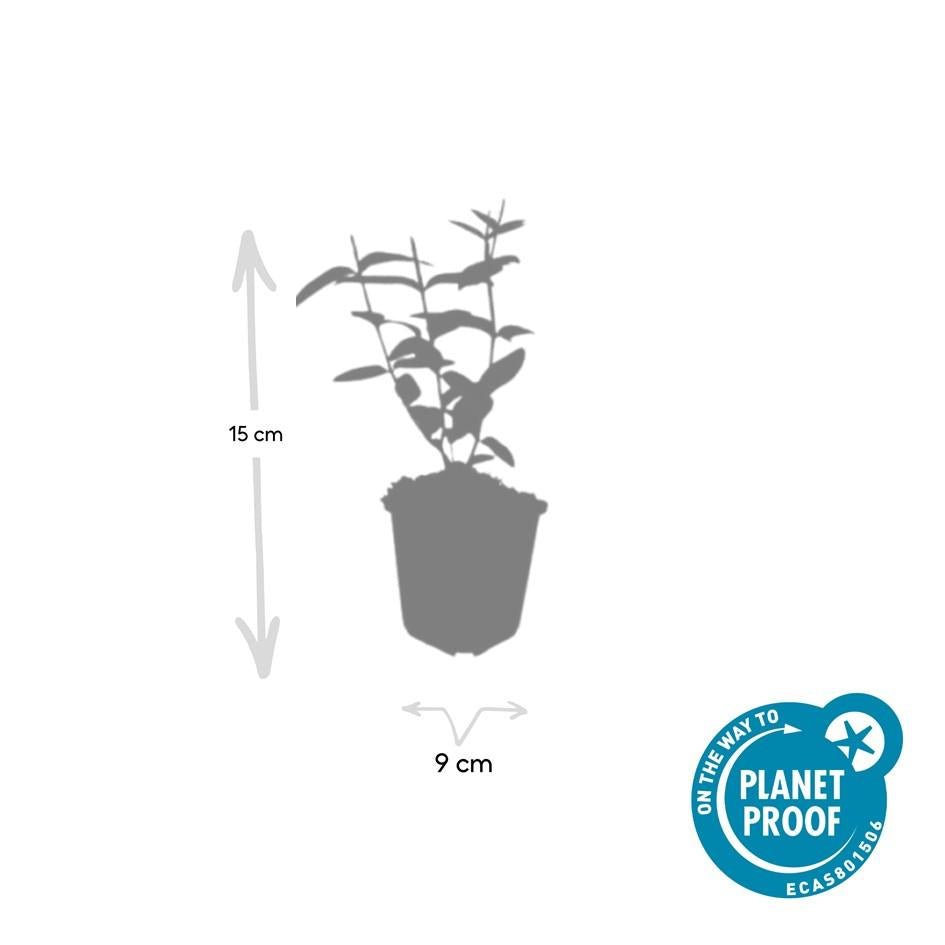 Johanniskraut ‘Rheingold’ – immergrüner Zierstrauch, 9 cm Topf, 10–25 cm - Green Guardia - Ihr Experte für Schädlinge und Pflanzen