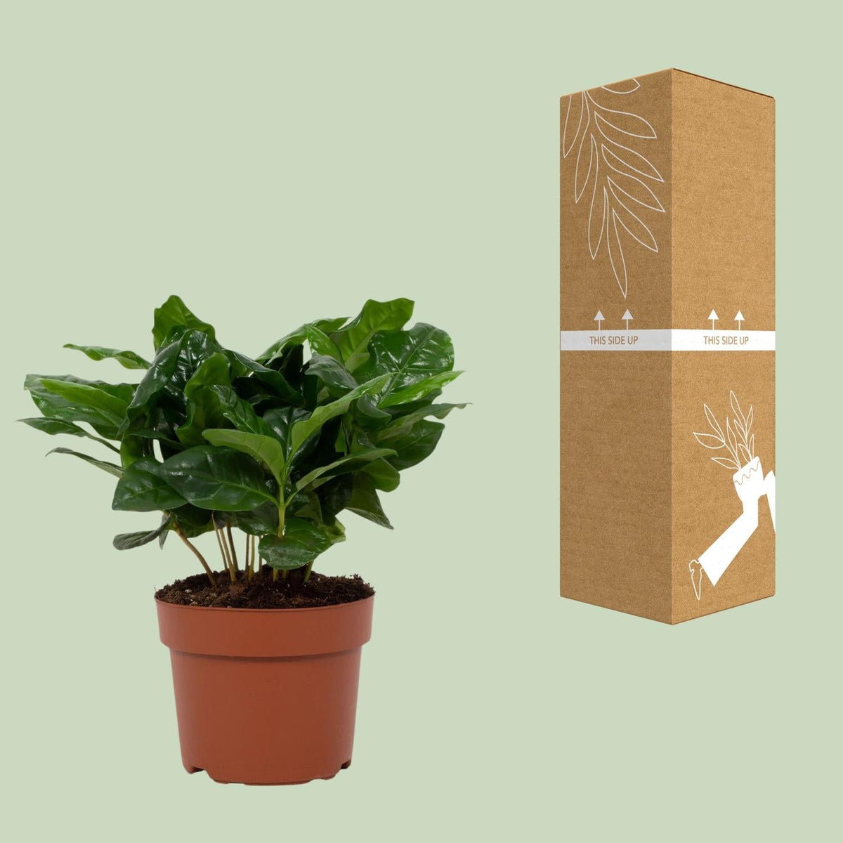 Kaffeepflanze (Coffea arabica) – 22–30 cm - Green Guardia - Ihr Experte für Schädlinge und Pflanzen