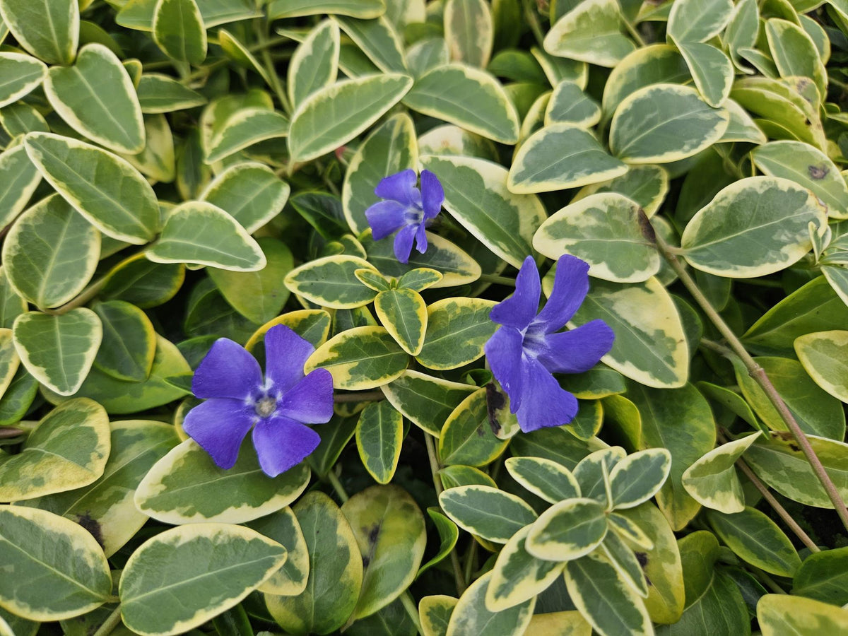 Kleines Immergrün ‘Blue and Gold’ (Vinca minor) – Ø9 cm, 10–25 cm Höhe - Green Guardia - Ihr Experte für Schädlinge und Pflanzen
