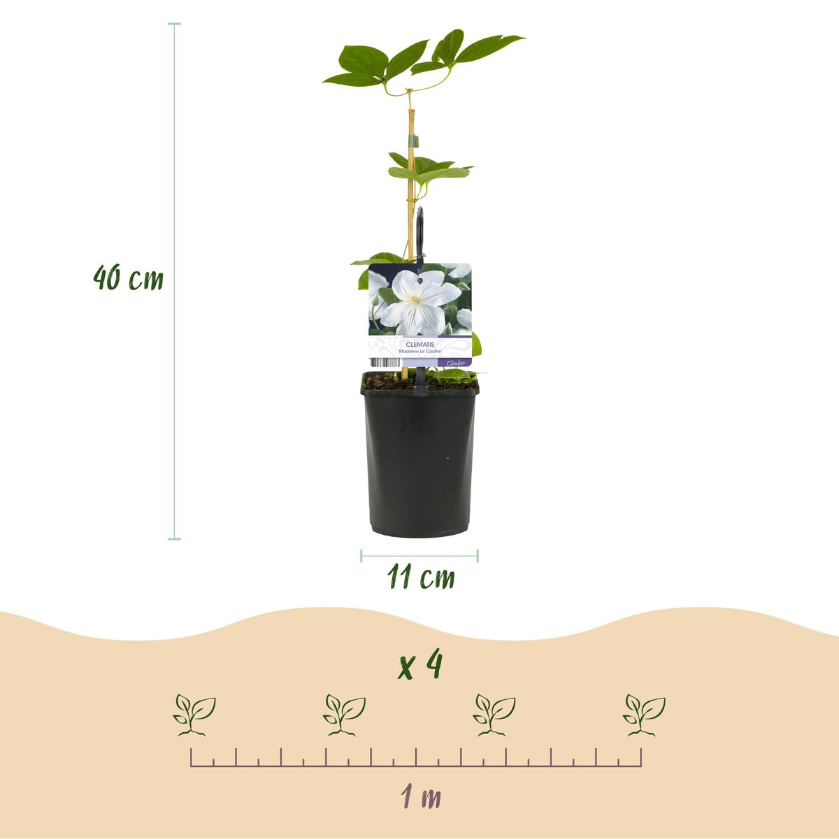 Kletterpflanze – Clematis ‘Madame Le Coultre’ – weiße Blüte – pflegeleicht – 2 Pflanzen – 11 cm Topf, ca. 40 cm hoch - Green Guardia - Ihr Experte für Schädlinge und Pflanzen