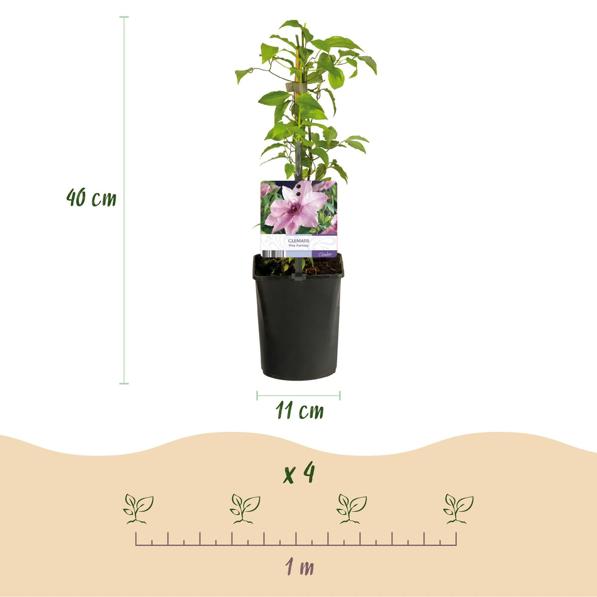 Kletterpflanze – Clematis ‘Pink Fantasy’ – rosa Blüte – pflegeleicht – 2 Pflanzen – 11 cm Topf, ca. 40 cm hoch - Green Guardia - Ihr Experte für Schädlinge und Pflanzen