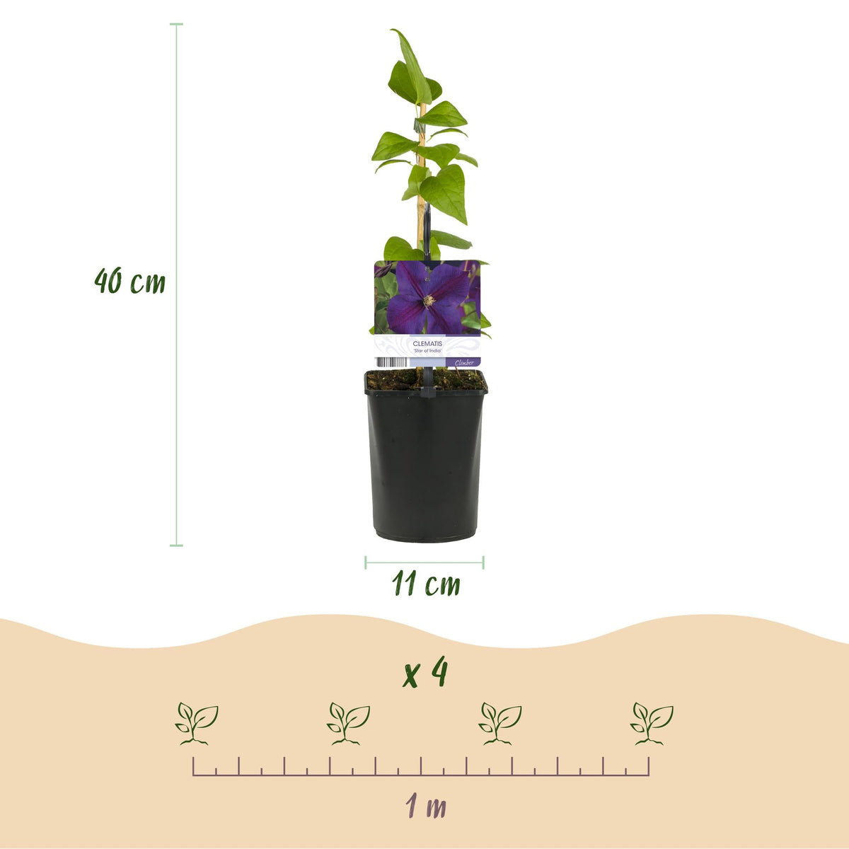 Kletterpflanze – Clematis ‘Star of India’ – rosa Blüte – pflegeleicht – 2 Pflanzen – 11 cm Topf, ca. 40 cm hoch - Green Guardia - Ihr Experte für Schädlinge und Pflanzen
