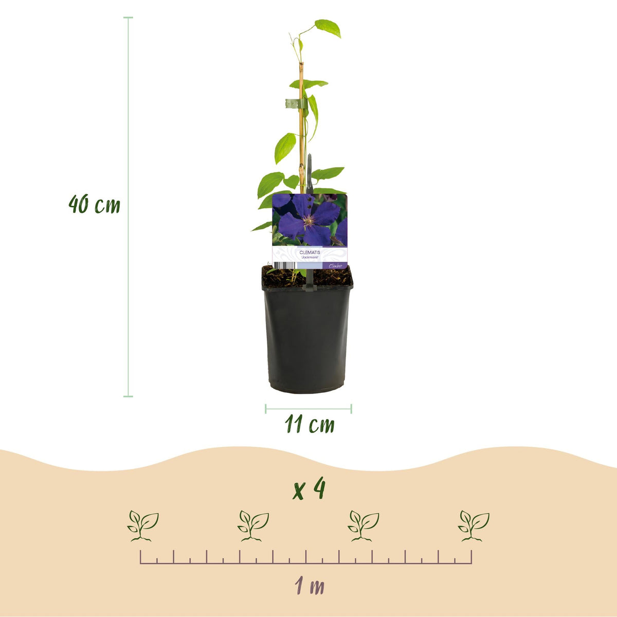Kletterpflanze Clematis ‘Tricolour’ – Rosa - Weiß - Lila Blüte, 3 Pflanzen, 11 cm Topf, ca. 40 cm hoch - Green Guardia - Ihr Experte für Schädlinge und Pflanzen