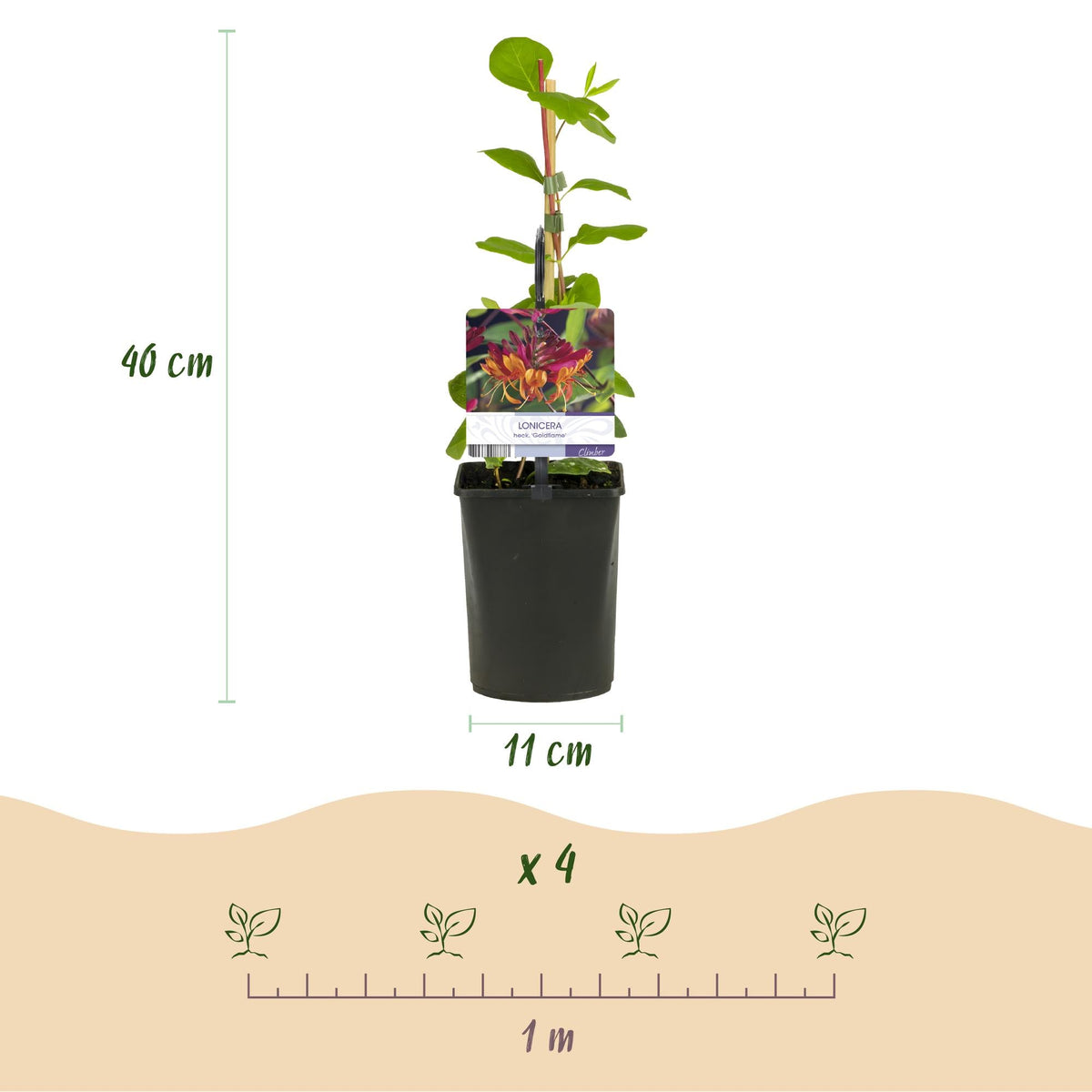 Kletterpflanzen Rainbow – 4 farbenfrohe Sorten für Garten & Terrasse, Topf 11 cm, 40 cm hoch - Green Guardia - Ihr Experte für Schädlinge und Pflanzen