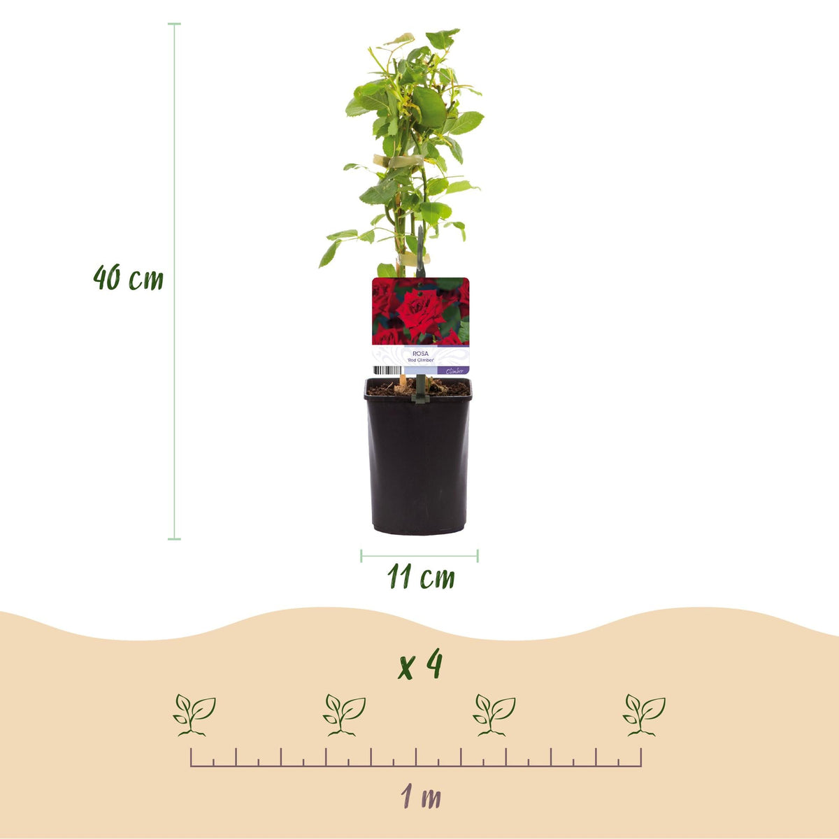Kletterrose ‘Red Climber’ – rot blühende, robuste Sorte, 2 Pflanzen, 11 - cm - Topf, 40 cm - Green Guardia - Ihr Experte für Schädlinge und Pflanzen
