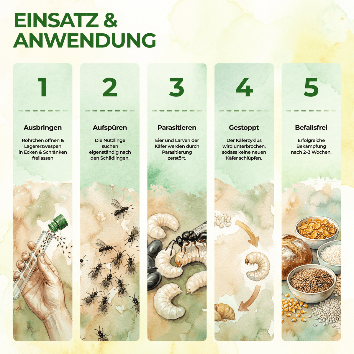 Lagererzwespen gegen Brotkäfer, Reiskäfer & Co. - Green Guardia - Ihr Experte für Schädlinge und Pflanzen