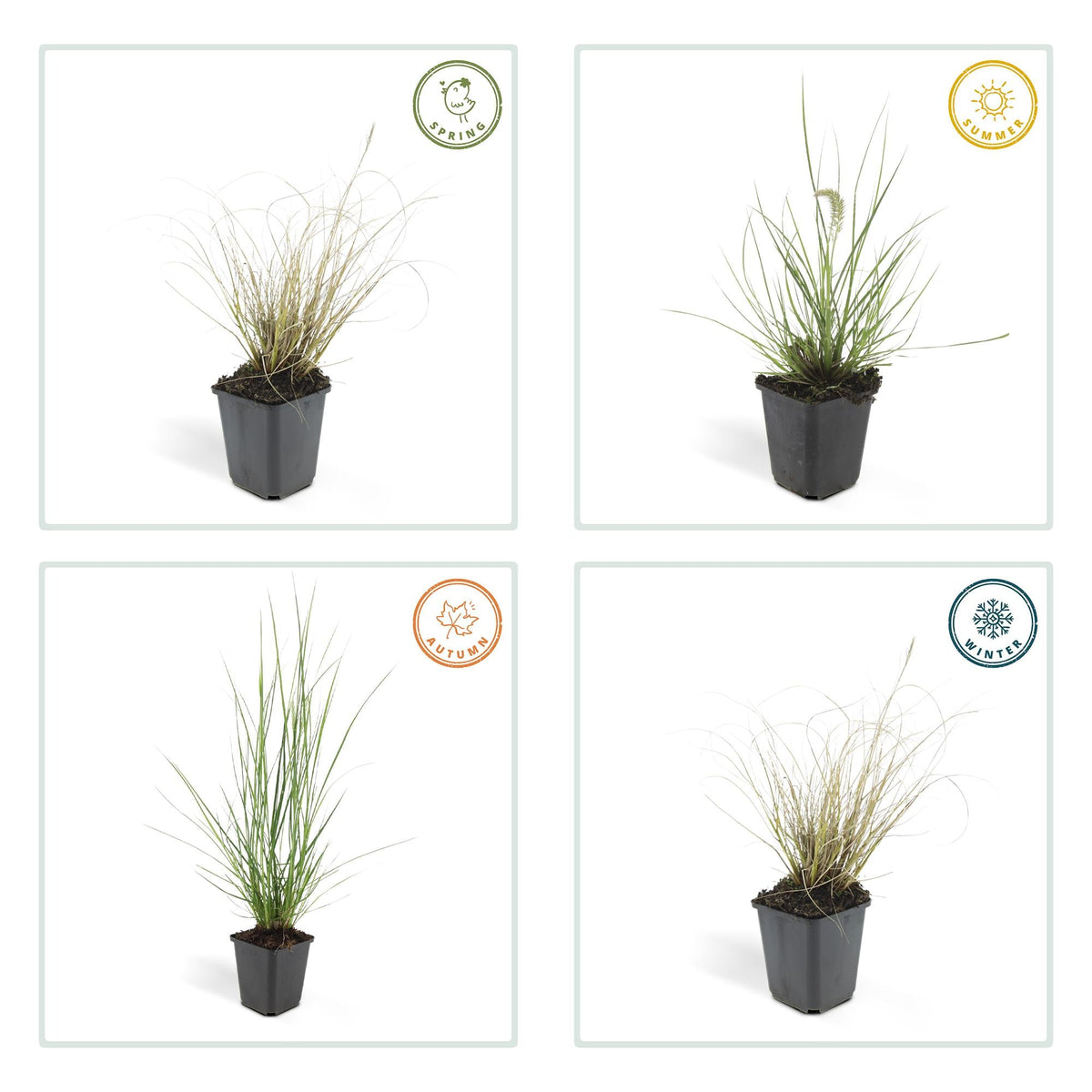 Lampenputzergras ‘Hameln’ – Ziergras im 9 cm Topf, 10–25 cm Höhe - Green Guardia - Ihr Experte für Schädlinge und Pflanzen