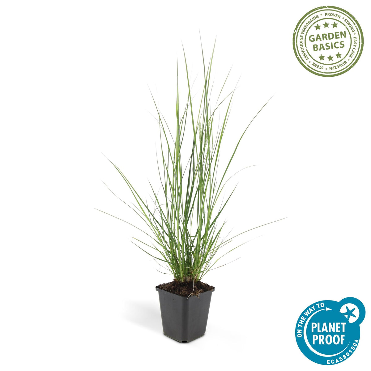 Lampenputzergras ‘Hameln’ – Ziergras im 9 cm Topf, 10–25 cm Höhe - Green Guardia - Ihr Experte für Schädlinge und Pflanzen
