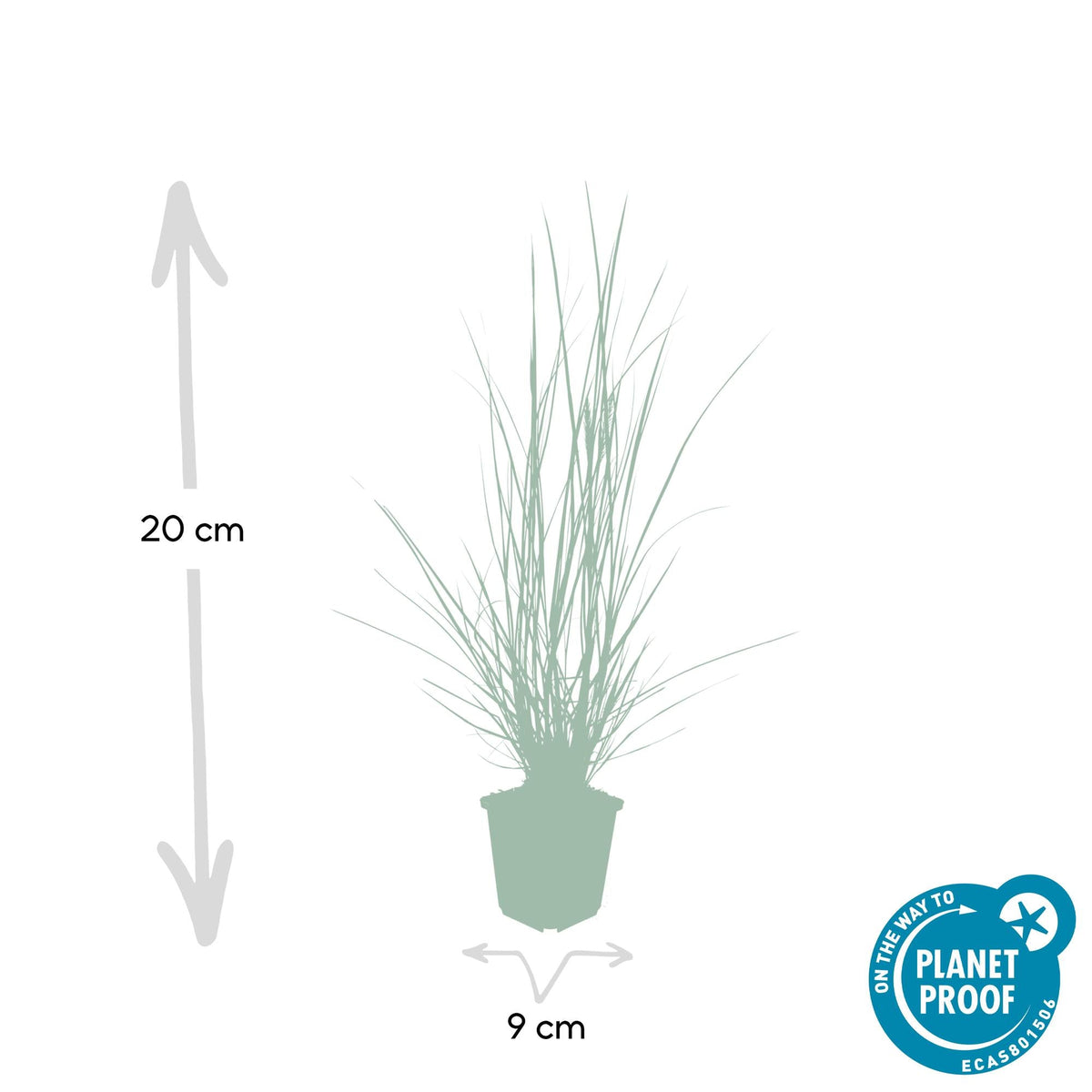 Lampenputzergras ‘Hameln’ – Ziergras im 9 cm Topf, 10–25 cm Höhe - Green Guardia - Ihr Experte für Schädlinge und Pflanzen