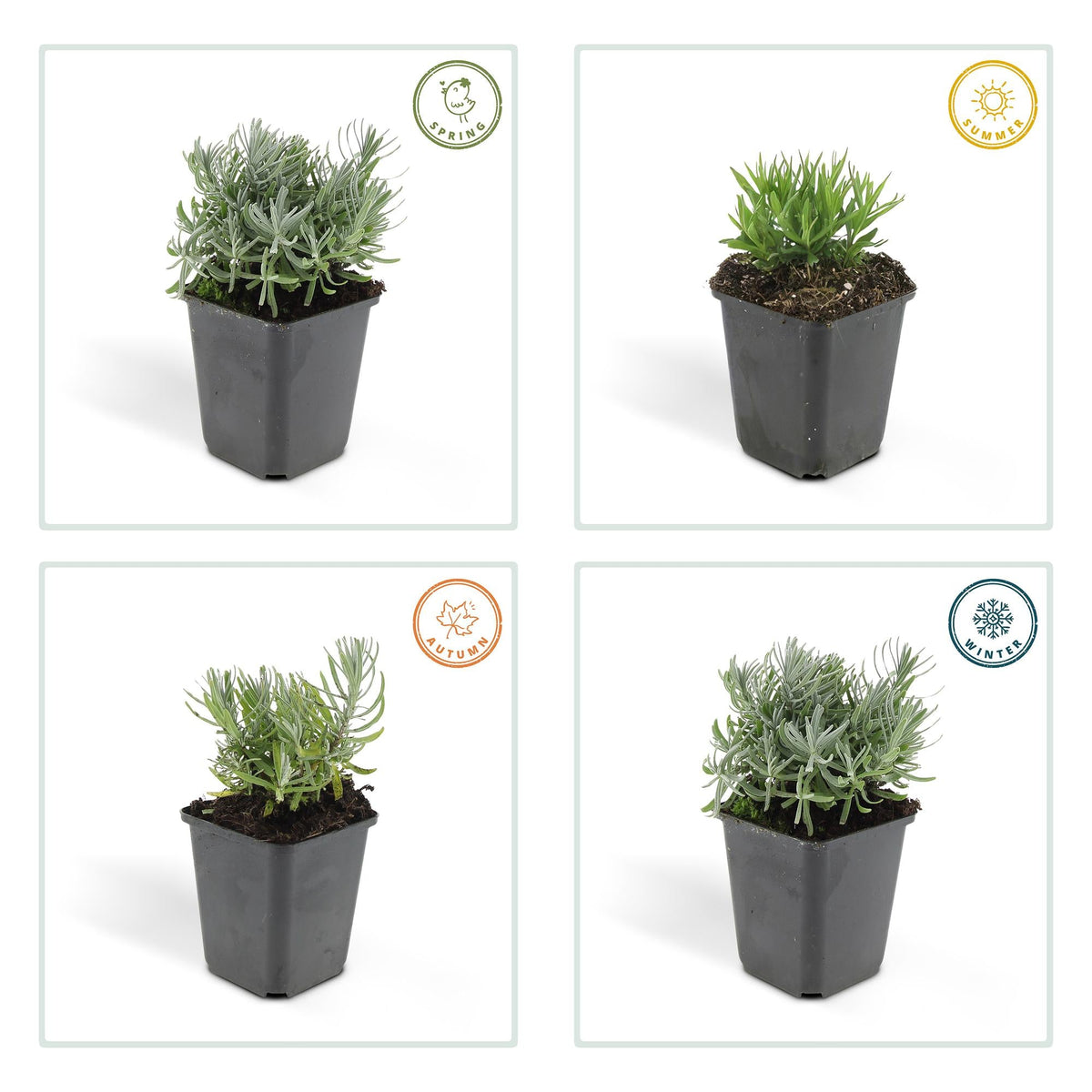 Lavandula ‘Hidcote’ – kompakter Lavendel, 9 cm Topf, 10–25 cm - Green Guardia - Ihr Experte für Schädlinge und Pflanzen