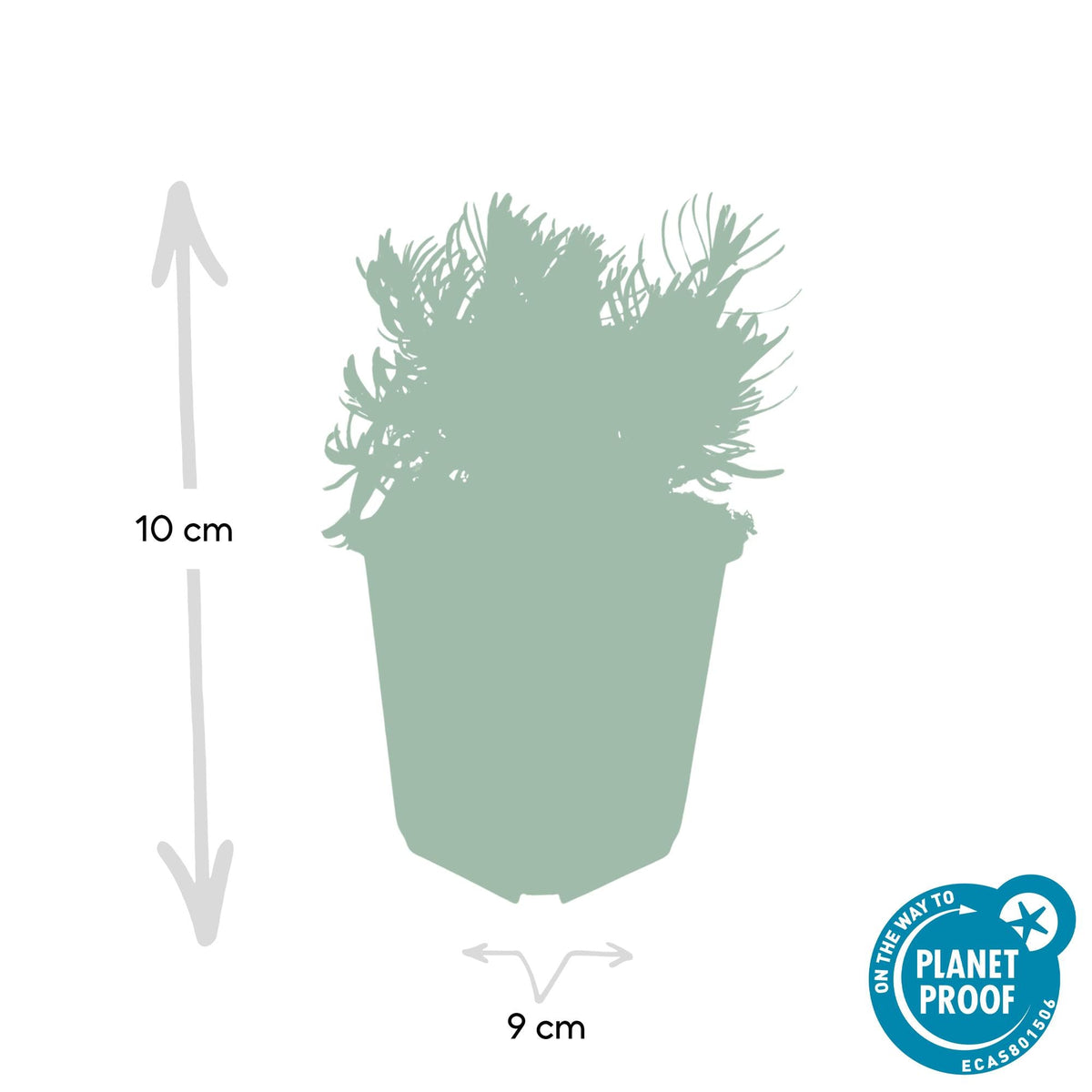 Lavandula ‘Hidcote’ – kompakter Lavendel, 9 cm Topf, 10–25 cm - Green Guardia - Ihr Experte für Schädlinge und Pflanzen