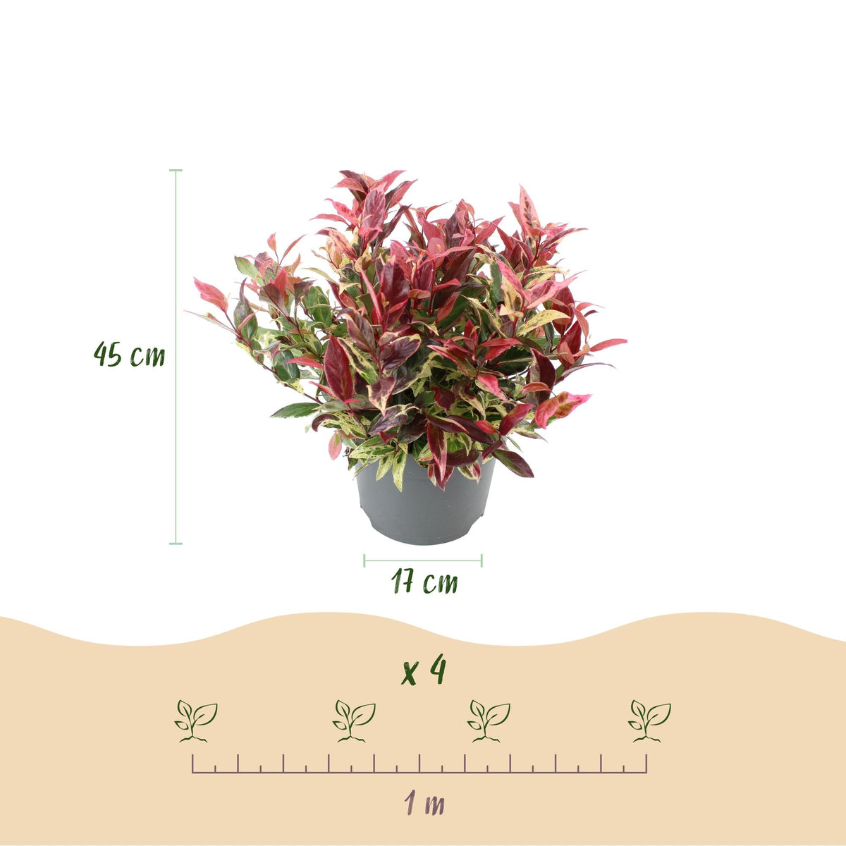 Leucothoe ‘Colour Diamond’ – immergrün & pflegeleicht – bunt – 17 cm Topf, ca. 45 cm hoch - Green Guardia - Ihr Experte für Schädlinge und Pflanzen