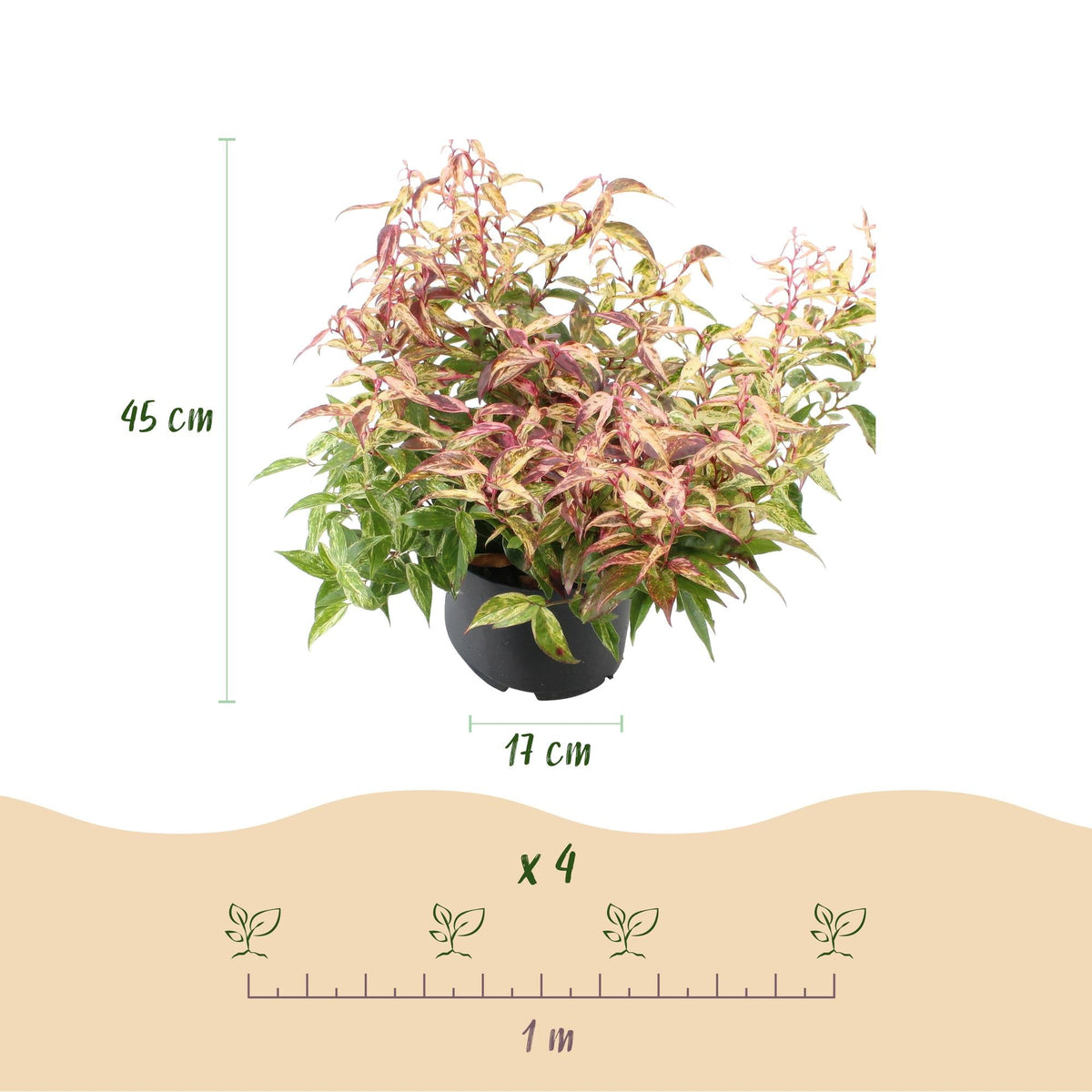 Leucothoe ‘Makijaz’ – immergrün & pflegeleicht – braun – 17 cm Topf, ca. 45 cm hoch - Green Guardia - Ihr Experte für Schädlinge und Pflanzen