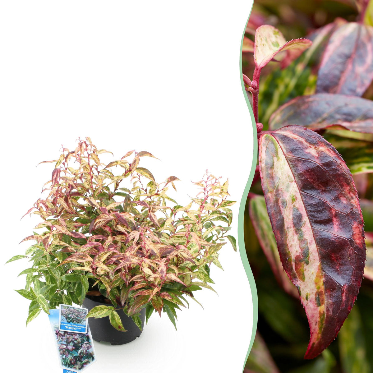 Leucothoe ‘Makijaz’ – immergrün & pflegeleicht – braun – 17 cm Topf, ca. 45 cm hoch - Green Guardia - Ihr Experte für Schädlinge und Pflanzen