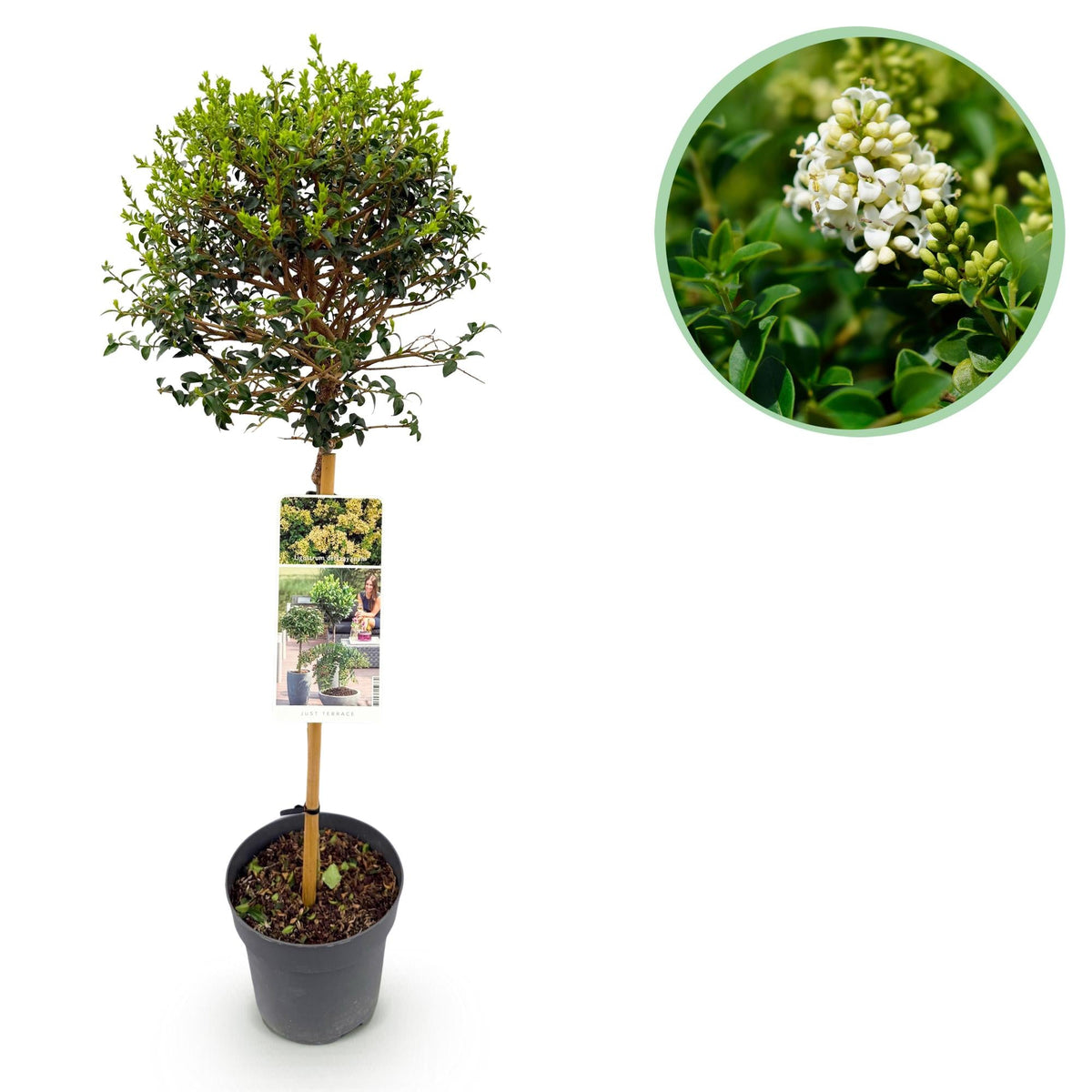 Ligustrum delavayanum – Terrassenpflanze – immergrün & winterhart – grüne Blätter – 19 cm Topf, ca. 90 cm hoch - Green Guardia - Ihr Experte für Schädlinge und Pflanzen