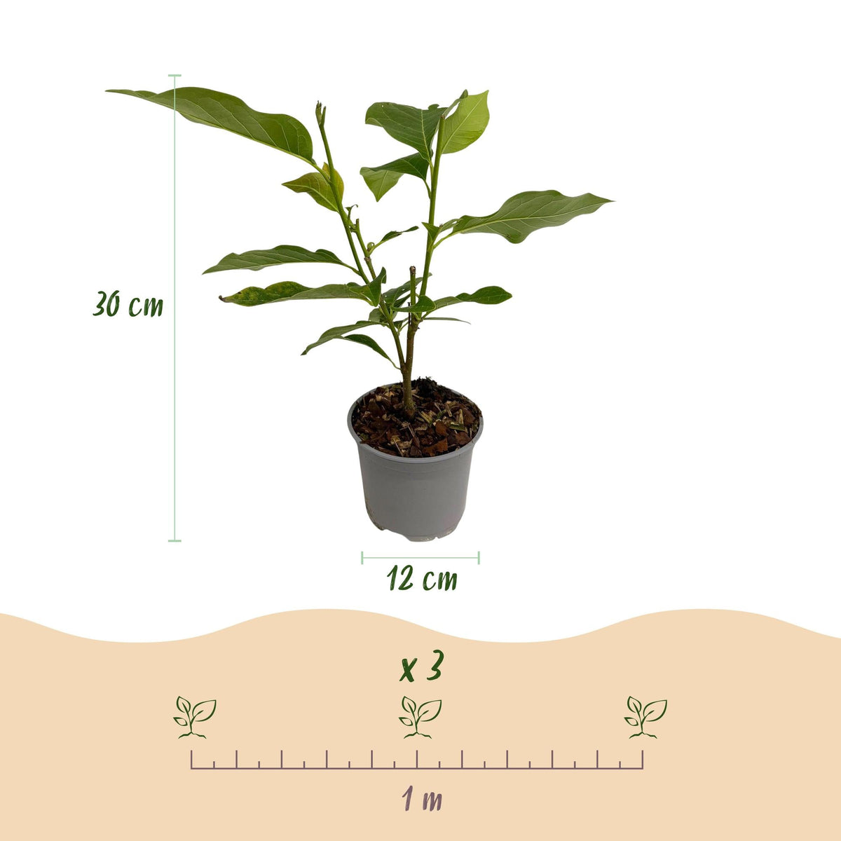 Magnolia liliiflora ‘Nigra’ – laubabwerfend & pflegeleicht – lila Blüte – 12 cm Topf, ca. 30 cm hoch - Green Guardia - Ihr Experte für Schädlinge und Pflanzen