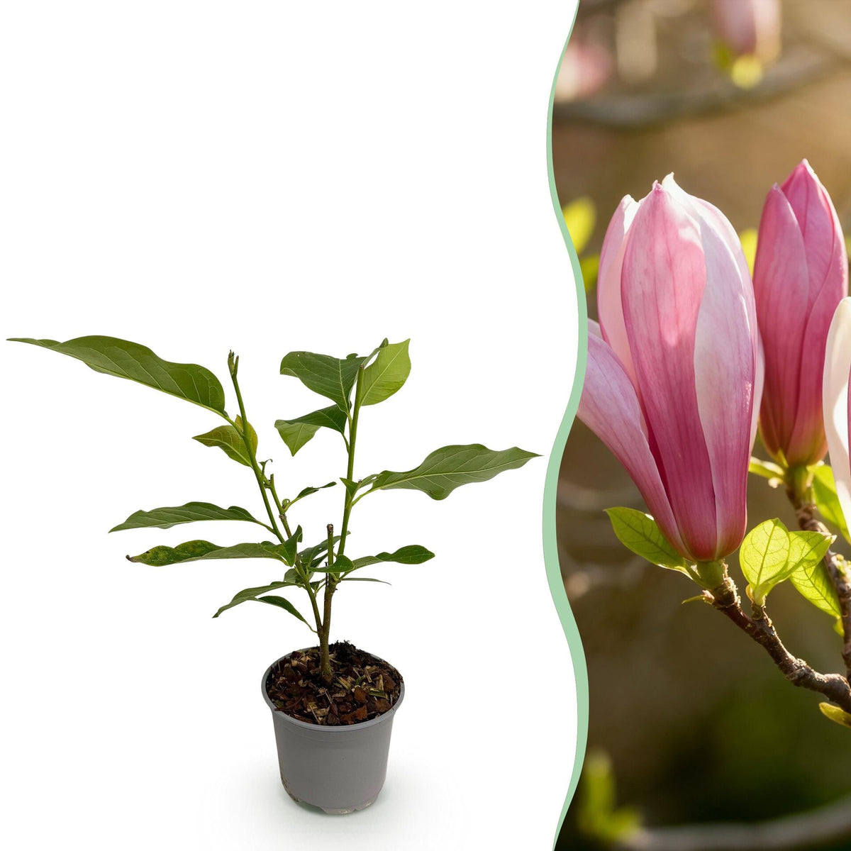 Magnolia ‘Ricki’ – laubabwerfend & pflegeleicht – rote Blüte – 12 cm Topf, ca. 30 cm hoch - Green Guardia - Ihr Experte für Schädlinge und Pflanzen