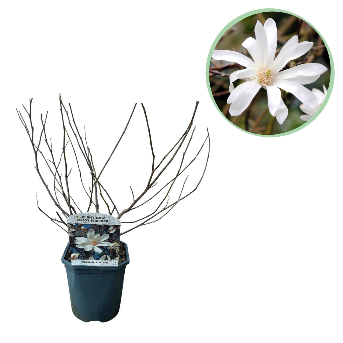 Magnolia stellata – weißblühender Zierstrauch, 1 Pflanze, 17 cm Topf, 45 cm Höhe - Green Guardia - Ihr Experte für Schädlinge und Pflanzen
