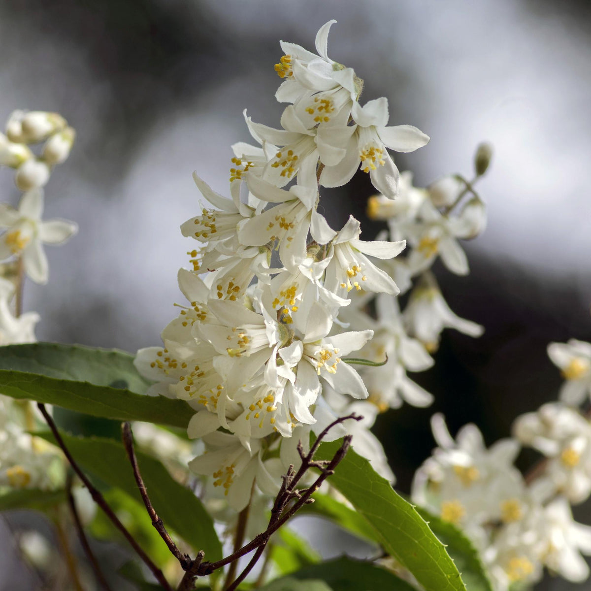 Maiblumenstrauch (Deutzia gracilis) – weißblühend, laubabwerfend, 17 cm Topf, 45 cm Höhe - Green Guardia - Ihr Experte für Schädlinge und Pflanzen