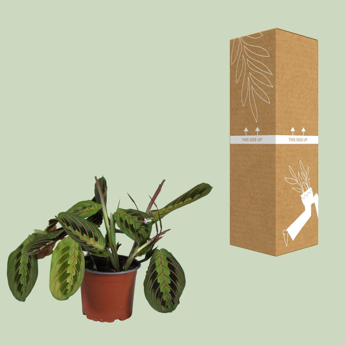 Maranta Leuconeura ‘Fascinator’ – Gebetspflanze - 12 cm Topf, 30 cm hoch - Green Guardia - Ihr Experte für Schädlinge und Pflanzen
