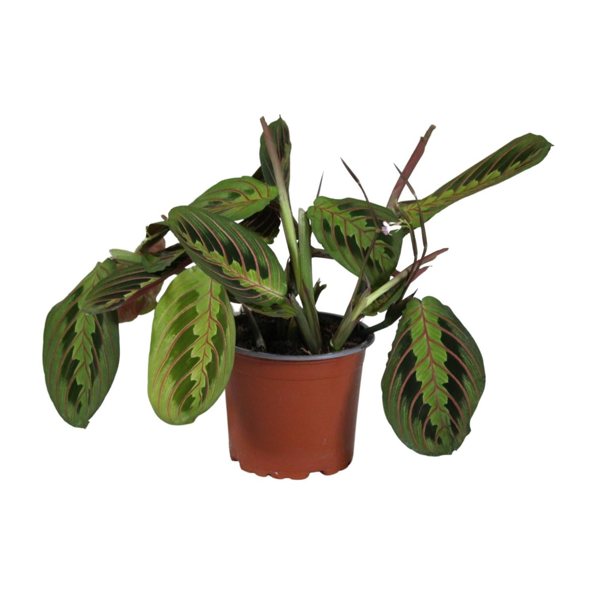 Maranta Leuconeura ‘Fascinator’ – Gebetspflanze - 12 cm Topf, 30 cm hoch - Green Guardia - Ihr Experte für Schädlinge und Pflanzen