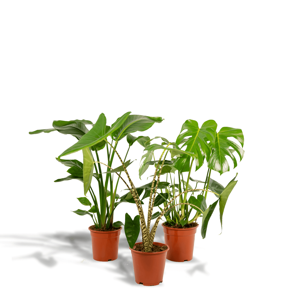 Monstera deliciosa, Alocasia zebrina & Strelitzia nicolai – 3 Pflanzen – 19–21 cm Topf, ca. 75–85 cm hoch - Green Guardia - Ihr Experte für Schädlinge und Pflanzen