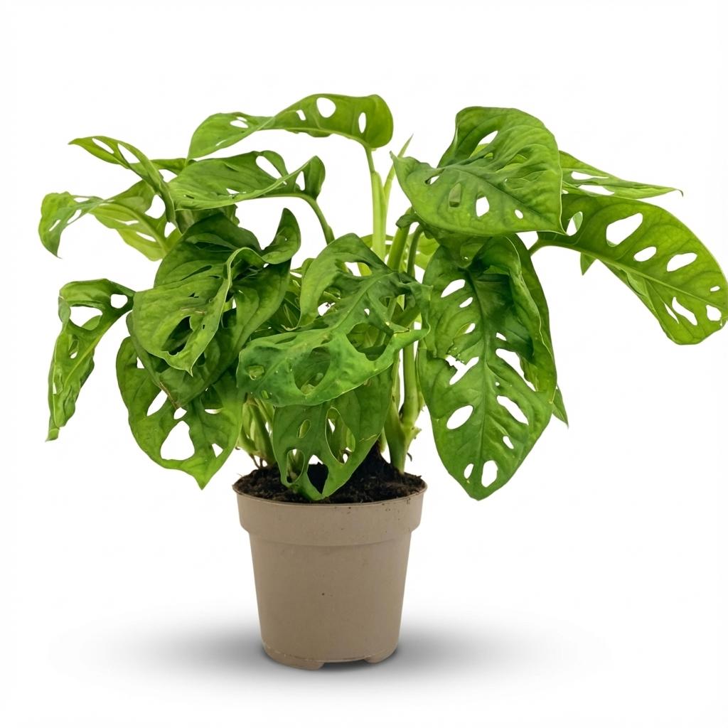 Monstera ‘Monkey Mask’ – Kletter - und Hängepflanze, 12 cm Topf, 25–35 cm Höhe - Green Guardia - Ihr Experte für Schädlinge und Pflanzen