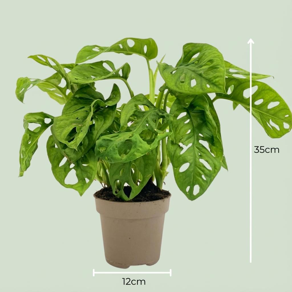 Monstera ‘Monkey Mask’ – Kletter - und Hängepflanze, 12 cm Topf, 25–35 cm Höhe - Green Guardia - Ihr Experte für Schädlinge und Pflanzen