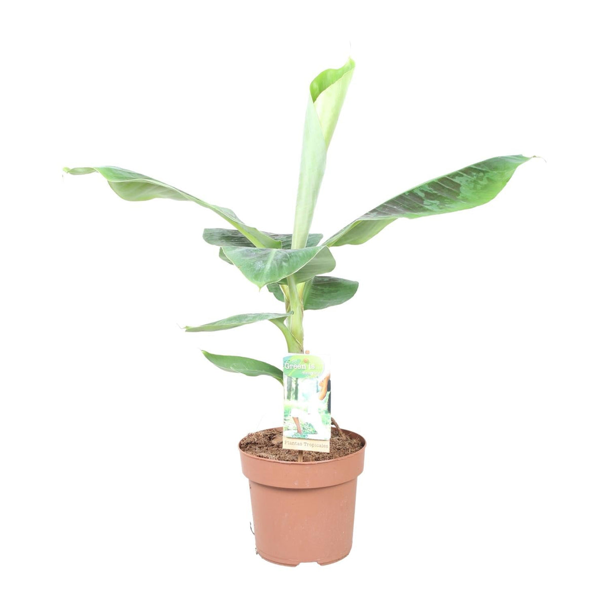 Musa Dwarf Cavendish – Zwergbanane - 60 - 130 cm - Green Guardia - Ihr Experte für Schädlinge und Pflanzen