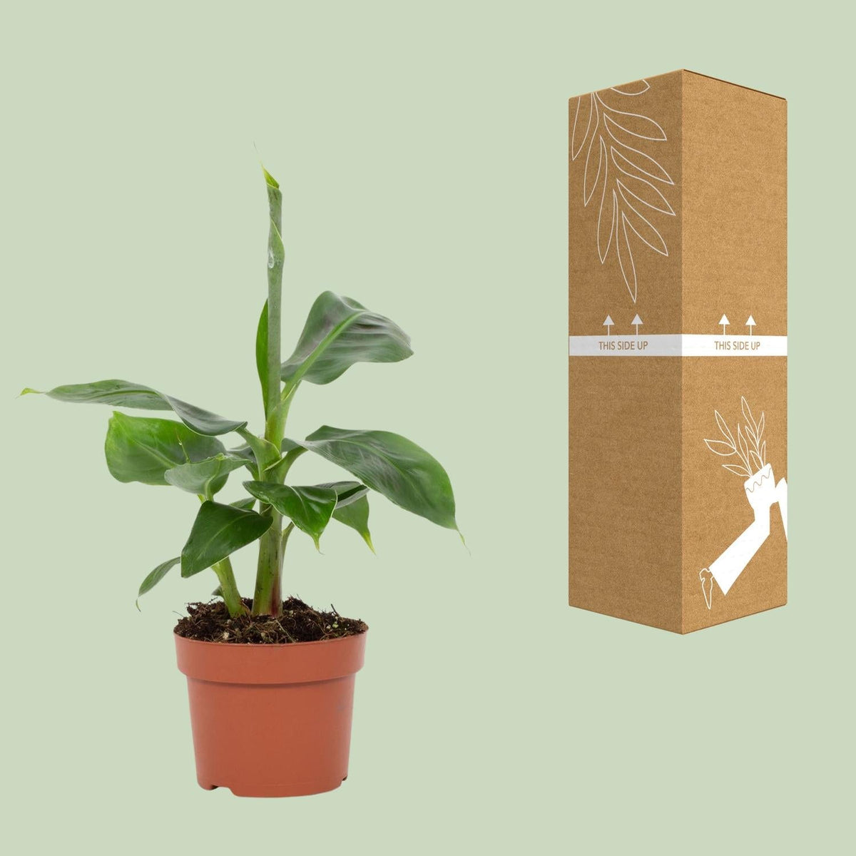 Musa Tropicana – Zwergbanane - 12 cm Topf, 27 cm hoch - Green Guardia - Ihr Experte für Schädlinge und Pflanzen