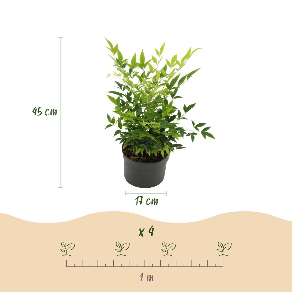 Nandina ‘Lemon & Lime’ – immergrün & pflegeleicht – gelb – 17 cm Topf, ca. 45 cm hoch - Green Guardia - Ihr Experte für Schädlinge und Pflanzen