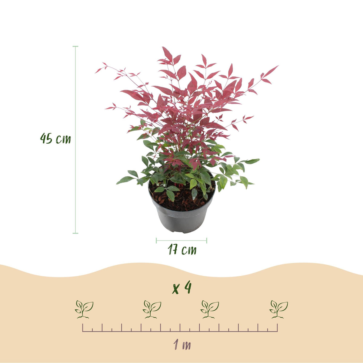 Nandina ‘Tricolour’ – 3 Pflanzen – immergrün & pflegeleicht – gelb - rot - orange – 17 cm Topf, ca. 45 cm hoch - Green Guardia - Ihr Experte für Schädlinge und Pflanzen