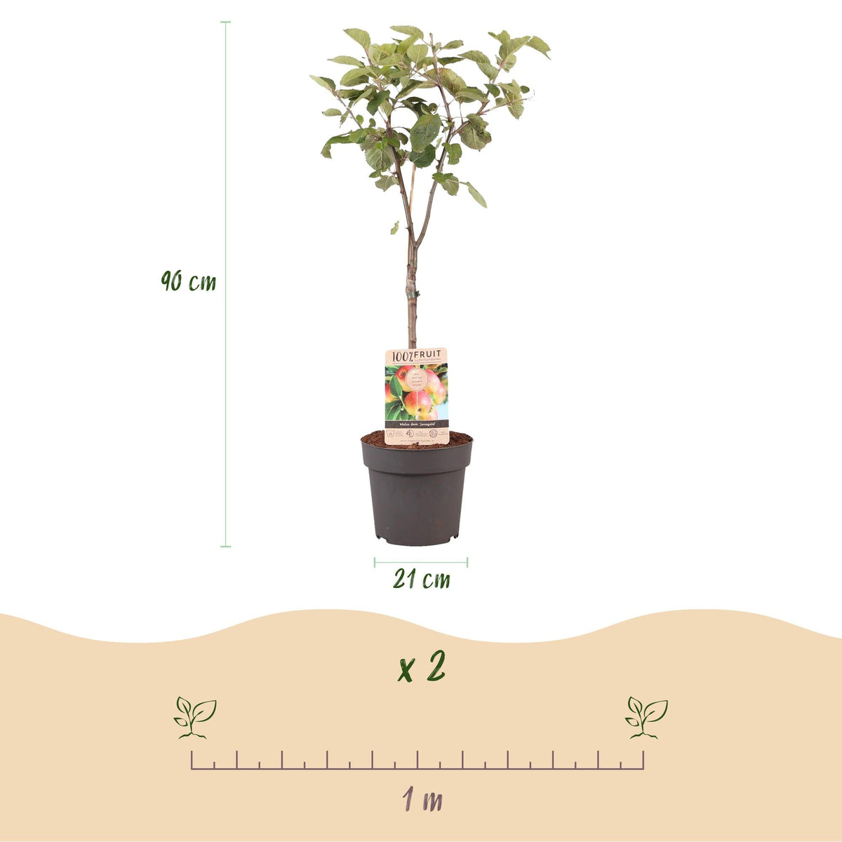 Obstpflanze Apfelbaum „Jonagold“ – gelbgrüne Sorte, 90 cm hoch - Green Guardia - Ihr Experte für Schädlinge und Pflanzen