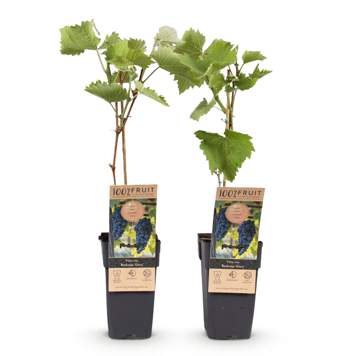 Obstpflanze Blaue Traube ‘Boskoop Glory’ – 2er - Set, 15 cm Topf, 50 cm Höhe - Green Guardia - Ihr Experte für Schädlinge und Pflanzen