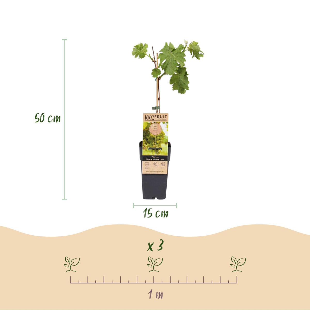Obstpflanze Weiße Traube ‘Frühzeit von der Laan’ – 2 Pflanzen, Topf 15 cm, Höhe ca. 50 cm - Green Guardia - Ihr Experte für Schädlinge und Pflanzen