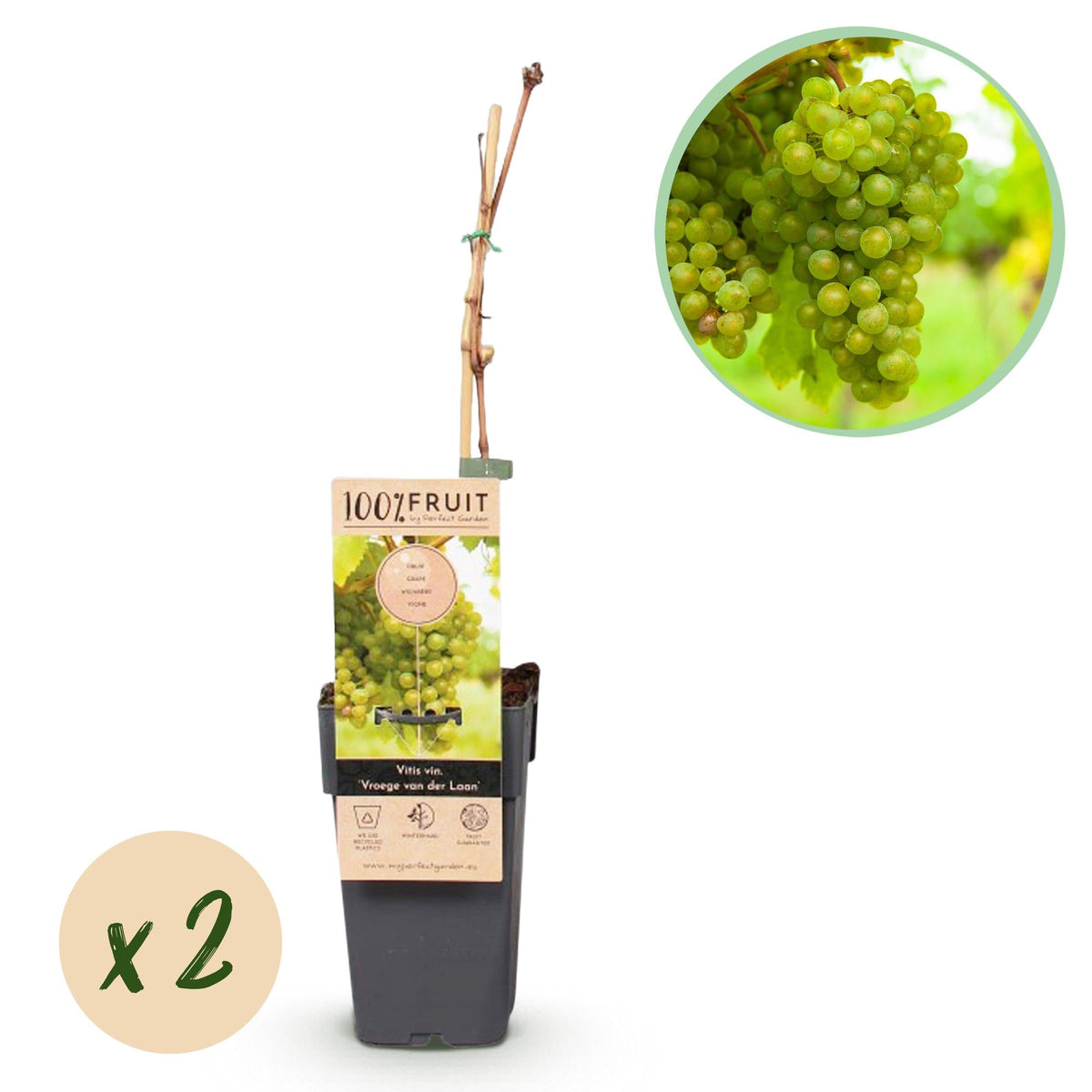 Obstpflanze Weiße Traube ‘Frühzeit von der Laan’ – 2 Pflanzen, Topf 15 cm, Höhe ca. 50 cm - Green Guardia - Ihr Experte für Schädlinge und Pflanzen