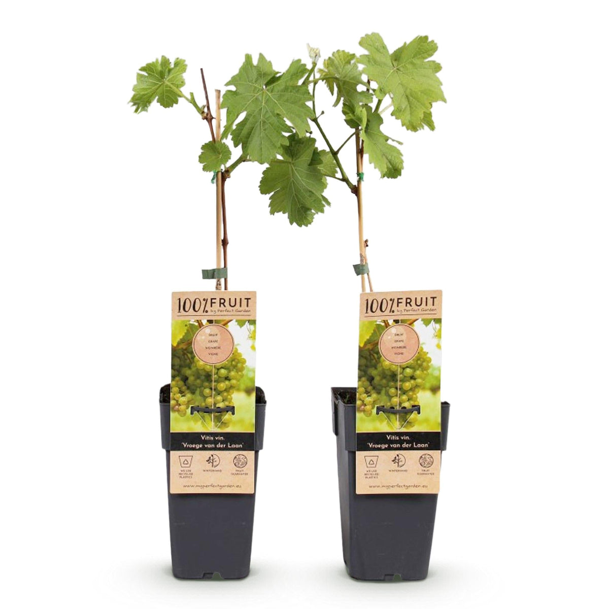 Obstpflanze Weiße Traube ‘Frühzeit von der Laan’ – 2 Pflanzen, Topf 15 cm, Höhe ca. 50 cm - Green Guardia - Ihr Experte für Schädlinge und Pflanzen