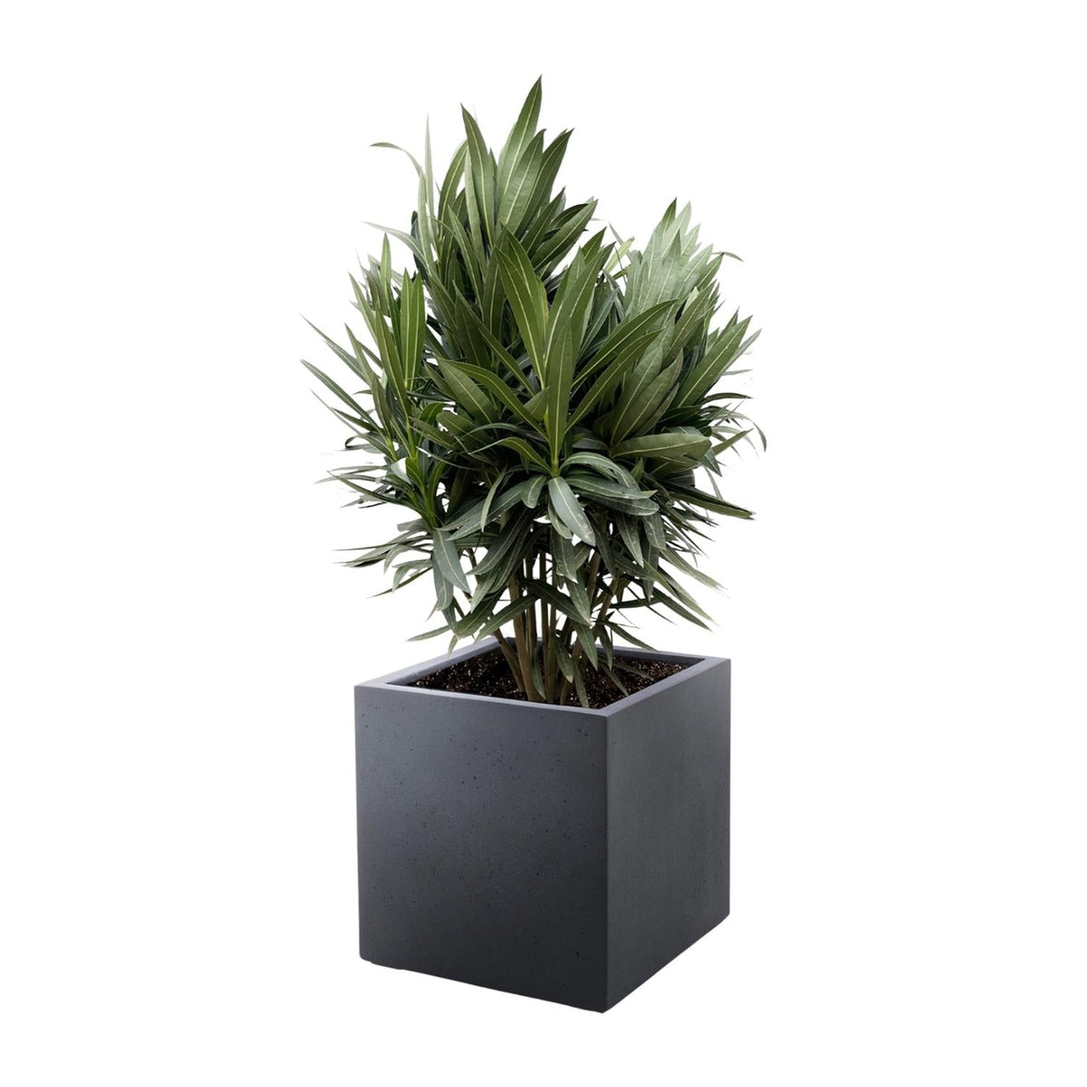 Oleander (Nerium oleander) - Ø19 - 70cm - Green Guardia - Ihr Experte für Schädlinge und Pflanzen