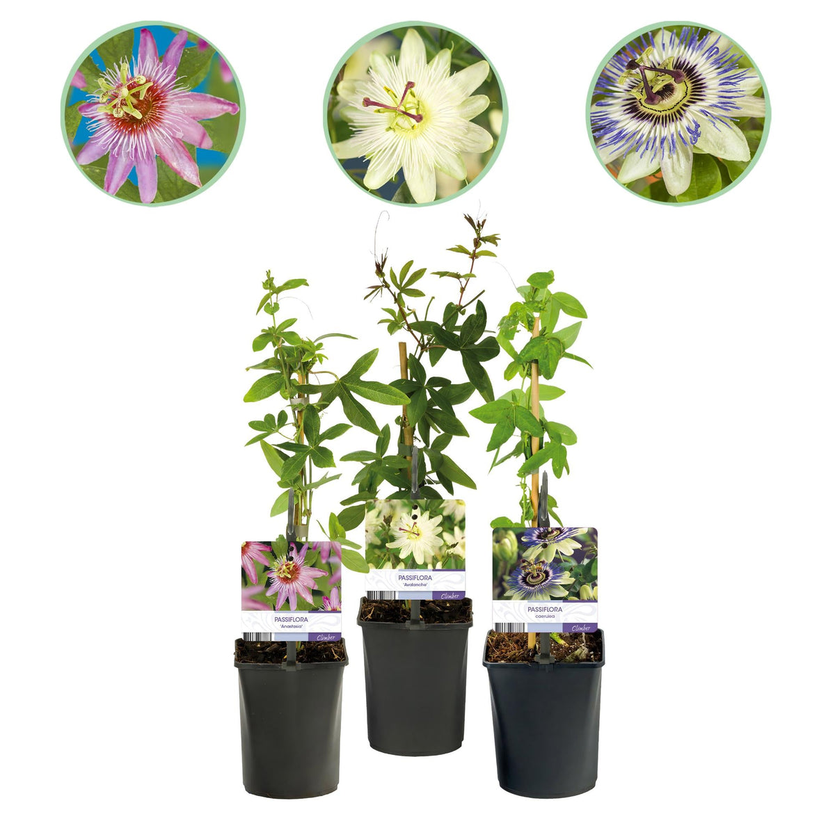 Passionsblume ‘Tricolour’ – farbenfrohe Kletterpflanze, 3 Pflanzen, 11 cm Topf, 40 cm hoch - Green Guardia - Ihr Experte für Schädlinge und Pflanzen