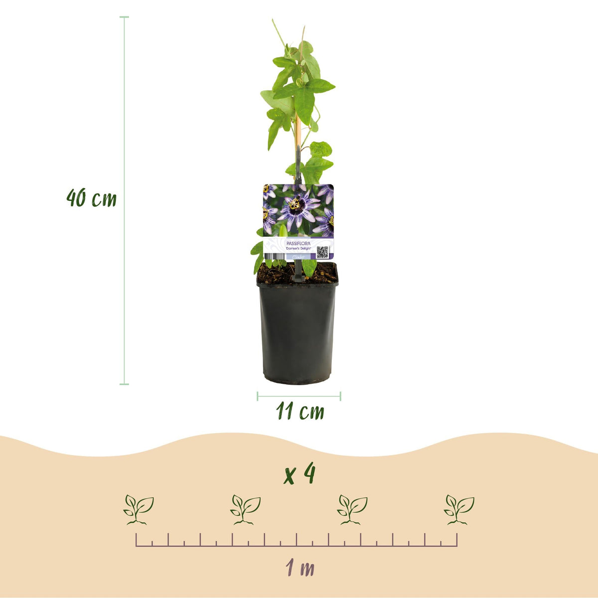 Passionsblume ‘Tricolour’ – farbenfrohe Kletterpflanze, 3 Pflanzen, 11 cm Topf, 40 cm hoch - Green Guardia - Ihr Experte für Schädlinge und Pflanzen