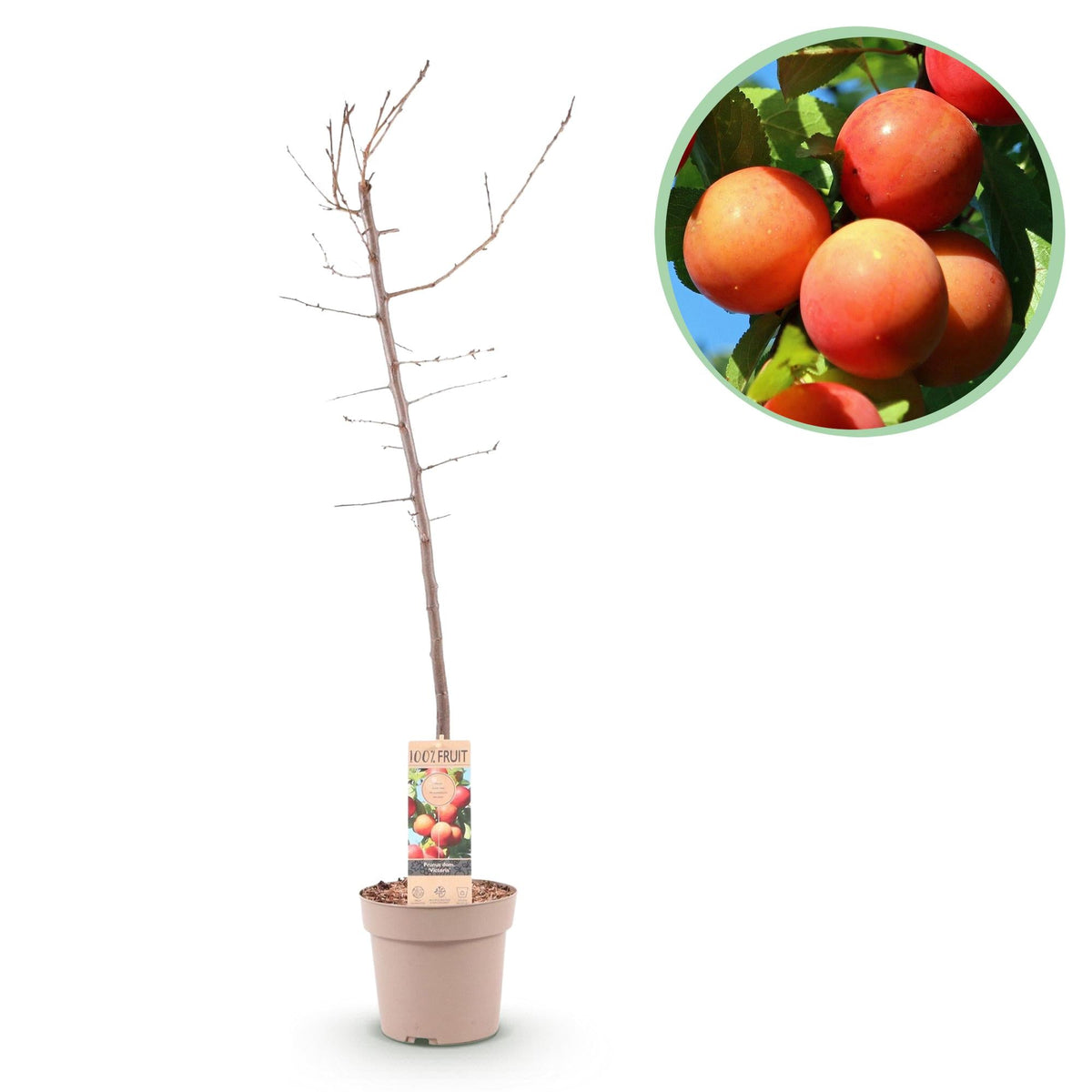 Pflaumenbaum „Victoria“ – rote Pflaume im 21 cm Topf (Höhe ca. 90 cm) - Green Guardia - Ihr Experte für Schädlinge und Pflanzen
