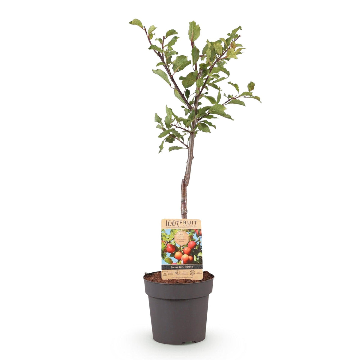 Pflaumenbaum „Victoria“ – rote Pflaume im 21 cm Topf (Höhe ca. 90 cm) - Green Guardia - Ihr Experte für Schädlinge und Pflanzen