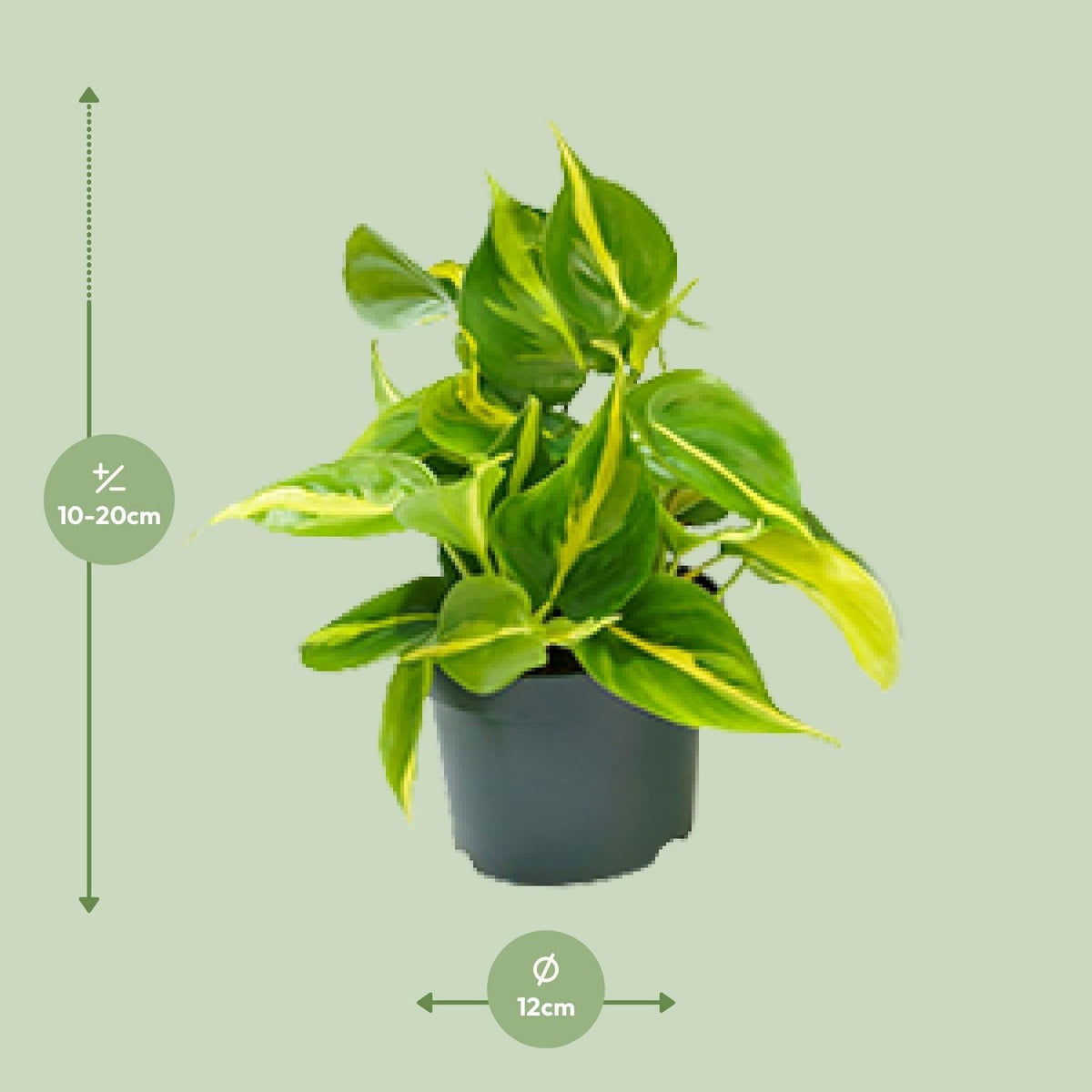 Philodendron Scandens ‘Brasil’ – Herzblatt - Philodendron - 15 - 120 cm - Green Guardia - Ihr Experte für Schädlinge und Pflanzen
