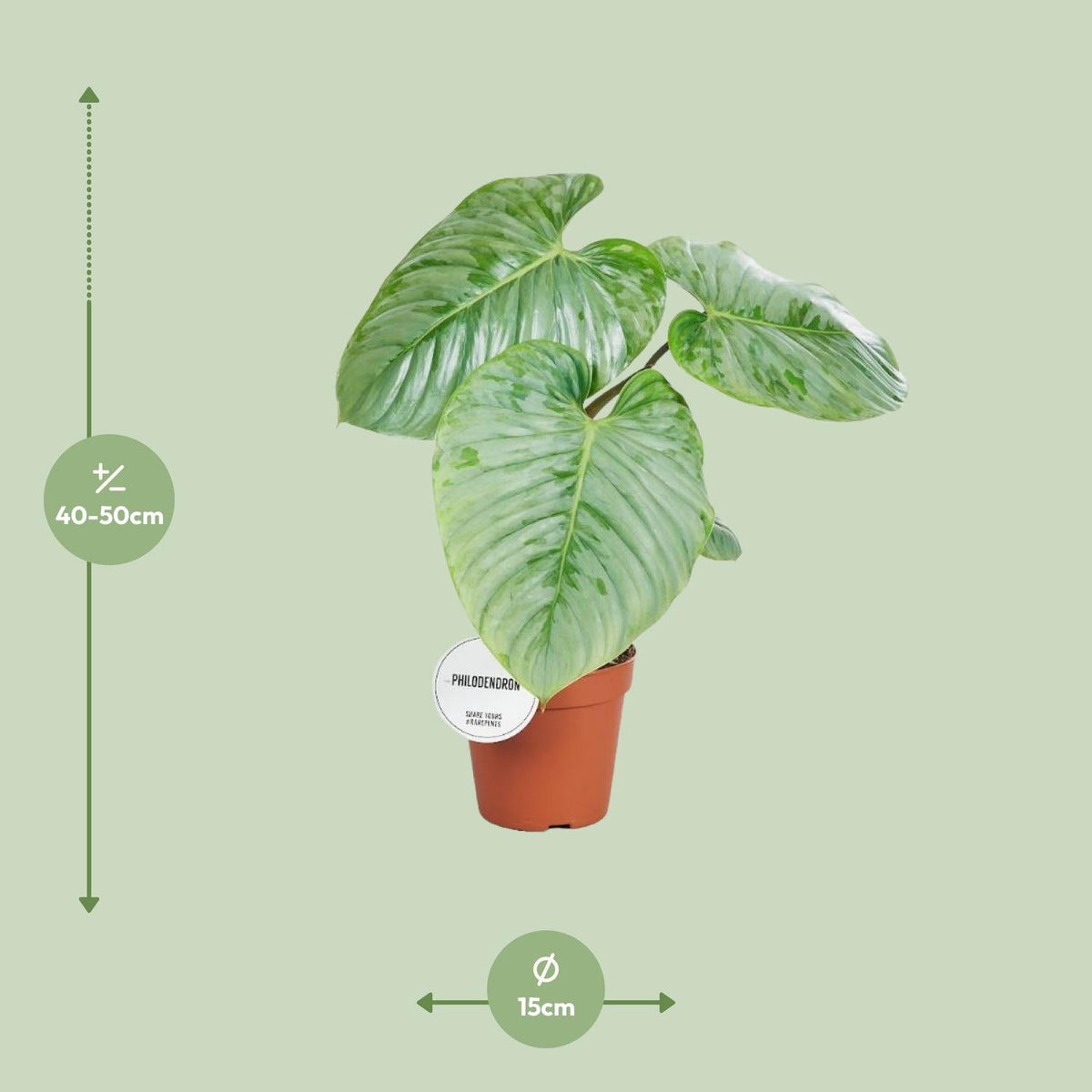 Philodendron sodiroi – Baumfreund – 15 cm Topf, 45 cm hoch - Green Guardia - Ihr Experte für Schädlinge und Pflanzen