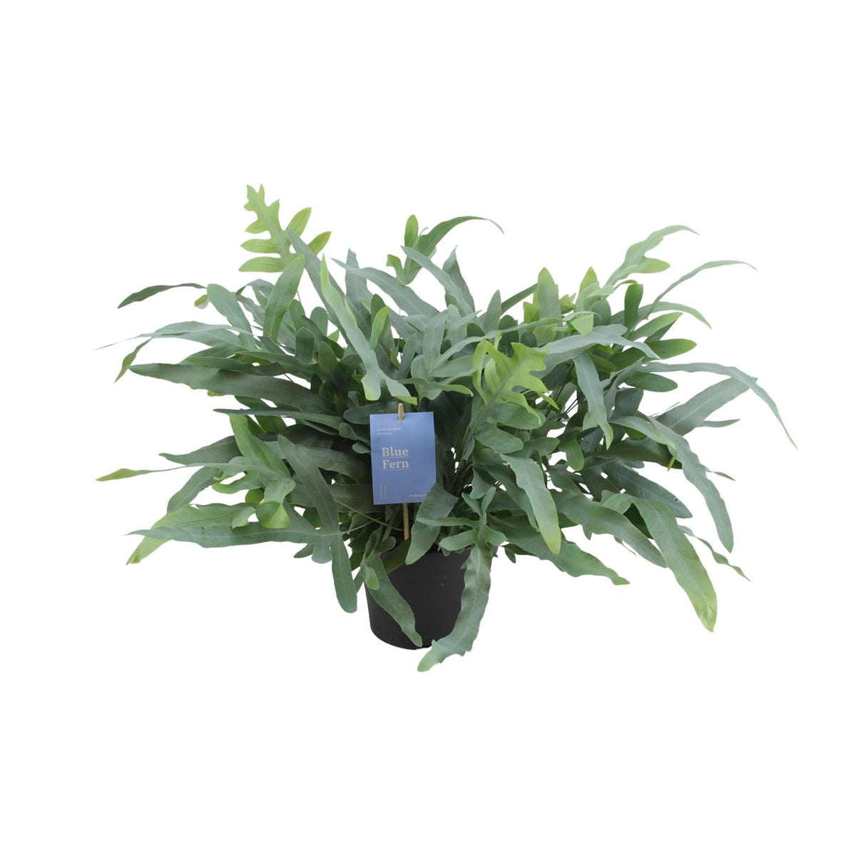 Phlebodium Aureum ‘Blue Star’ – Blaufarn - 17 cm Topf, 50 cm hoch - Green Guardia - Ihr Experte für Schädlinge und Pflanzen