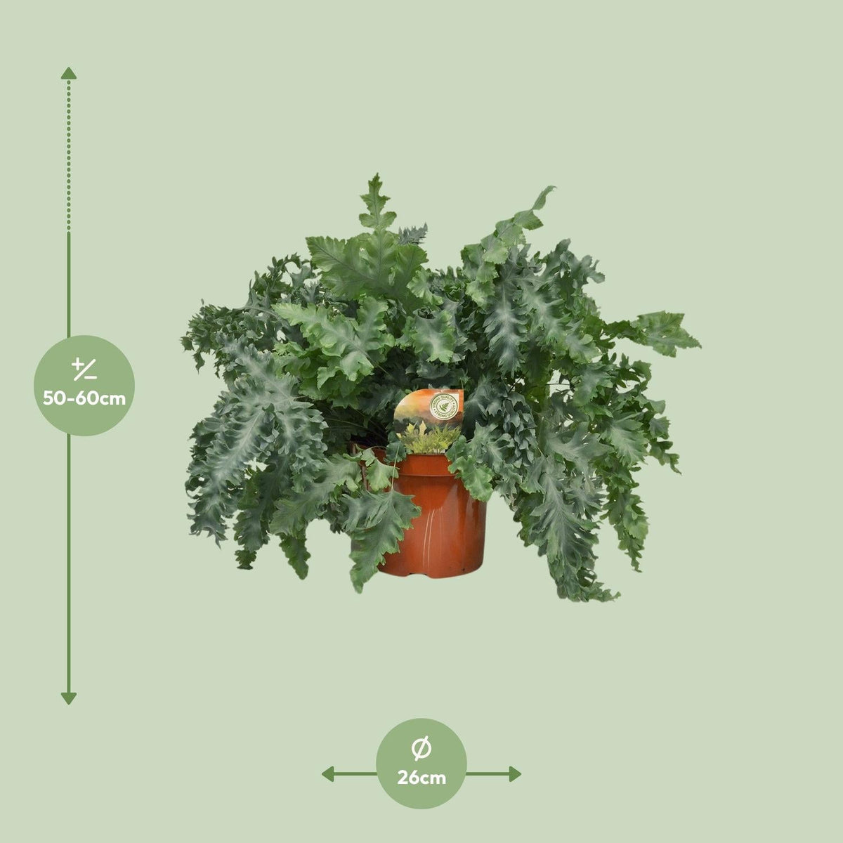 Phlebodium Davana – Davana - Farn - 35 - 60 cm - Green Guardia - Ihr Experte für Schädlinge und Pflanzen