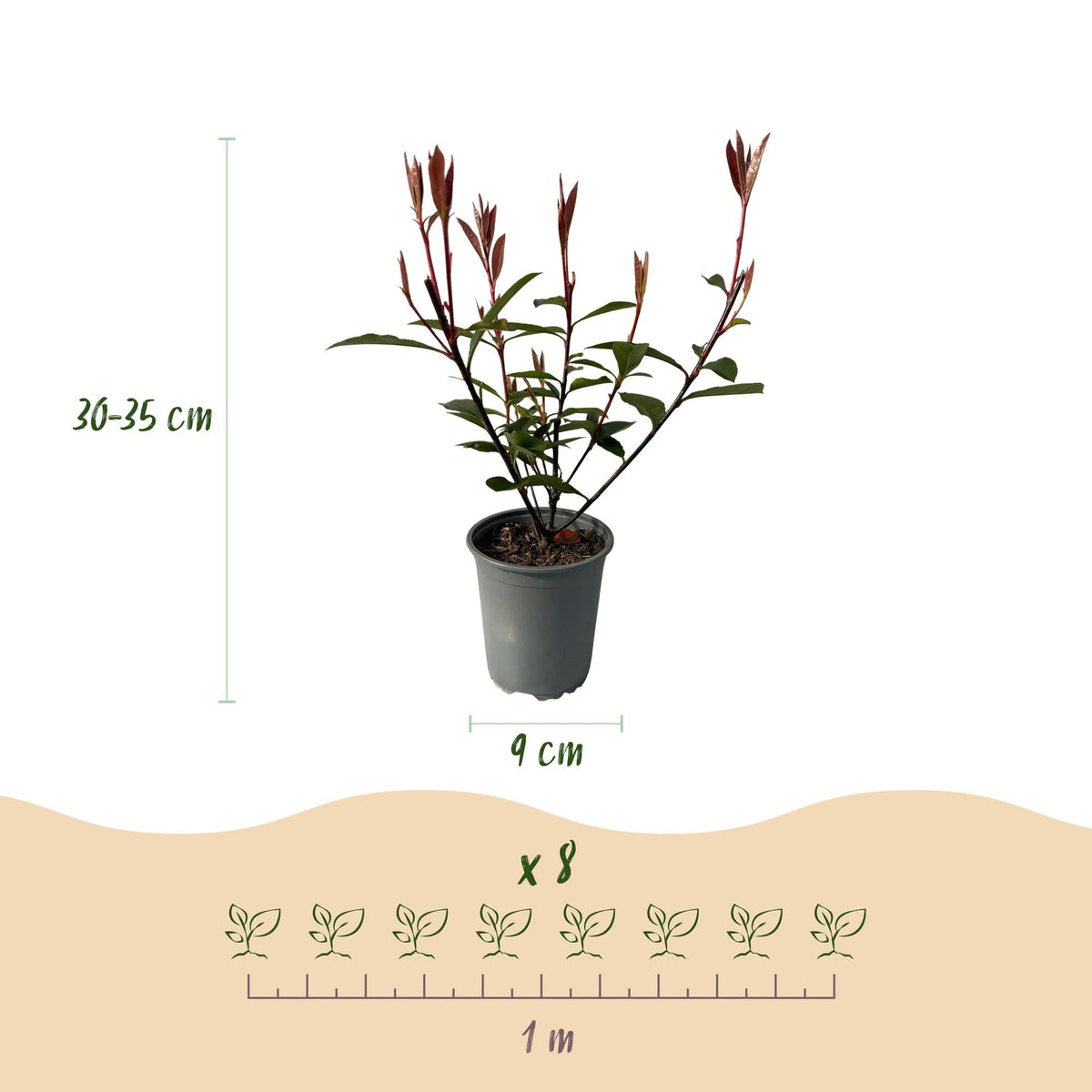 Photinia Fraseri ‘Carré Rouge’ – Glanzmispel, 8 Pflanzen - 9 cm Topf, 30–35 cm hoch - Green Guardia - Ihr Experte für Schädlinge und Pflanzen