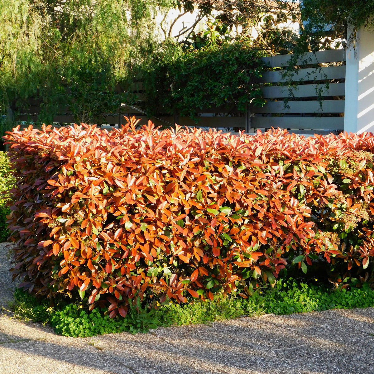 Photinia Fraseri ‘Red Robin’ – Glanzmispel, immergrün, 6 Pflanzen – 17 cm Topf, 50 cm hoch - Green Guardia - Ihr Experte für Schädlinge und Pflanzen