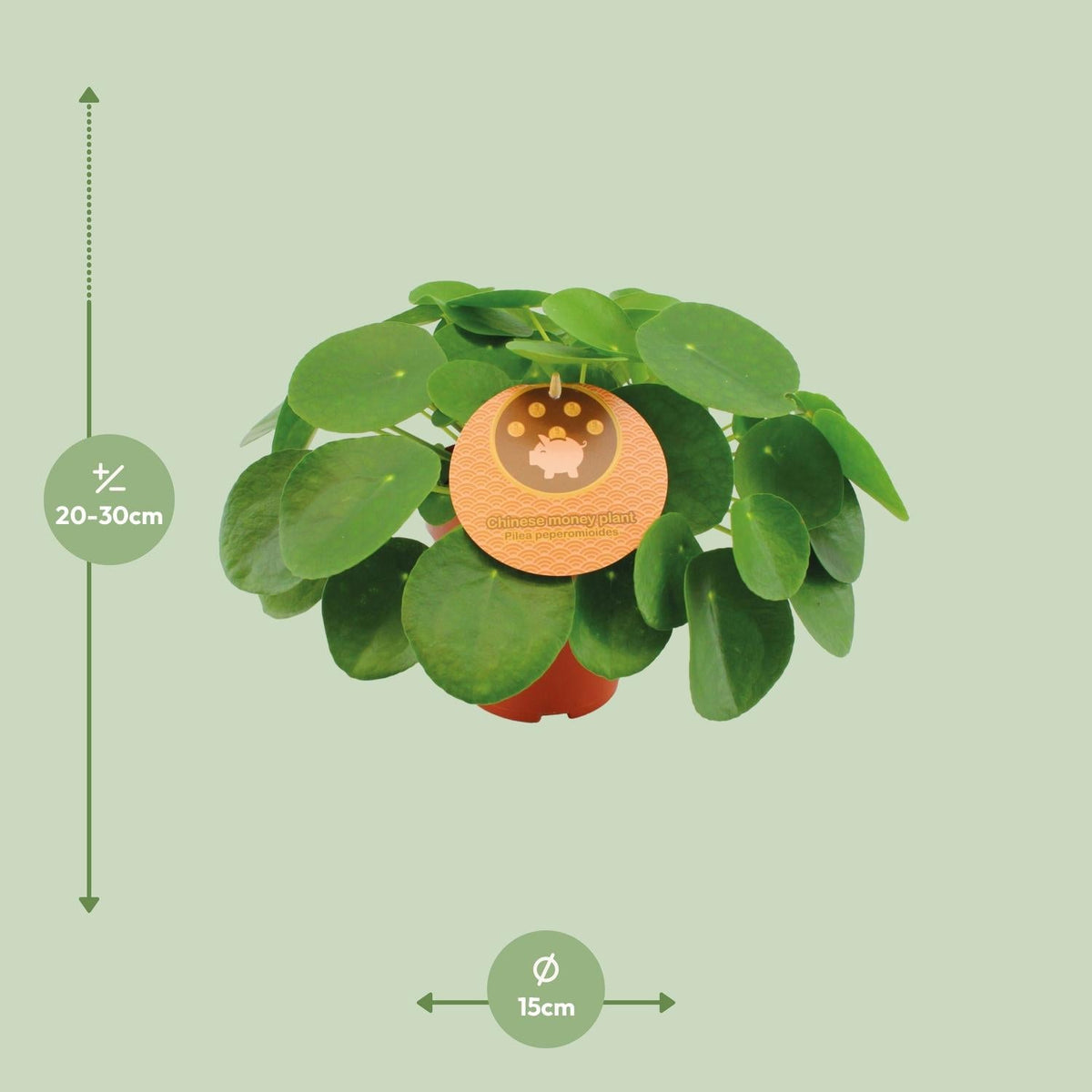 Pilea Peperomioides – Chinesischer Geldbaum - 15 - 30 cm - Green Guardia - Ihr Experte für Schädlinge und Pflanzen