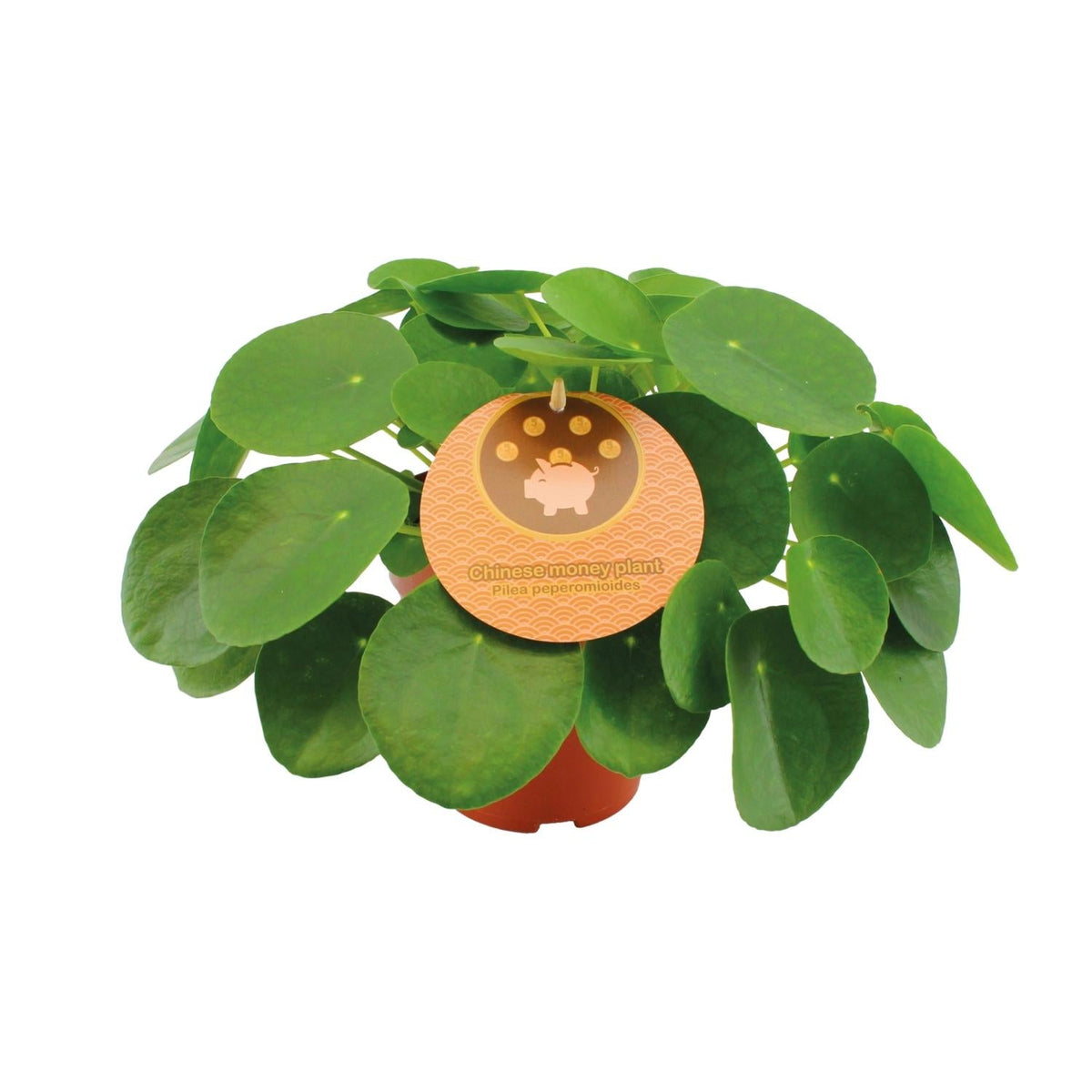 Pilea Peperomioides – Chinesischer Geldbaum - 15 - 30 cm - Green Guardia - Ihr Experte für Schädlinge und Pflanzen